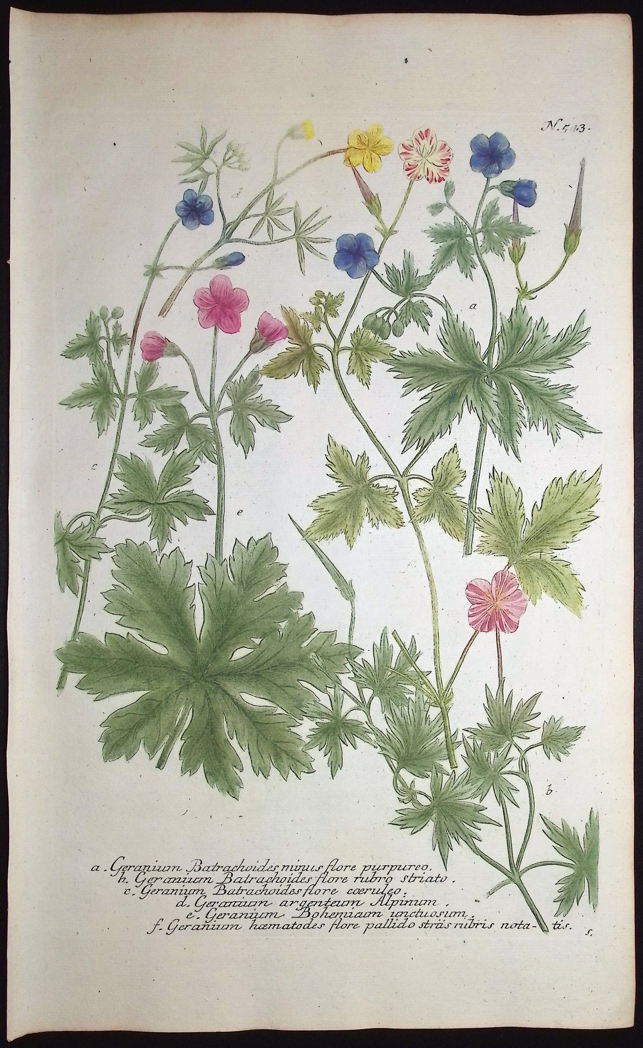 Geranium