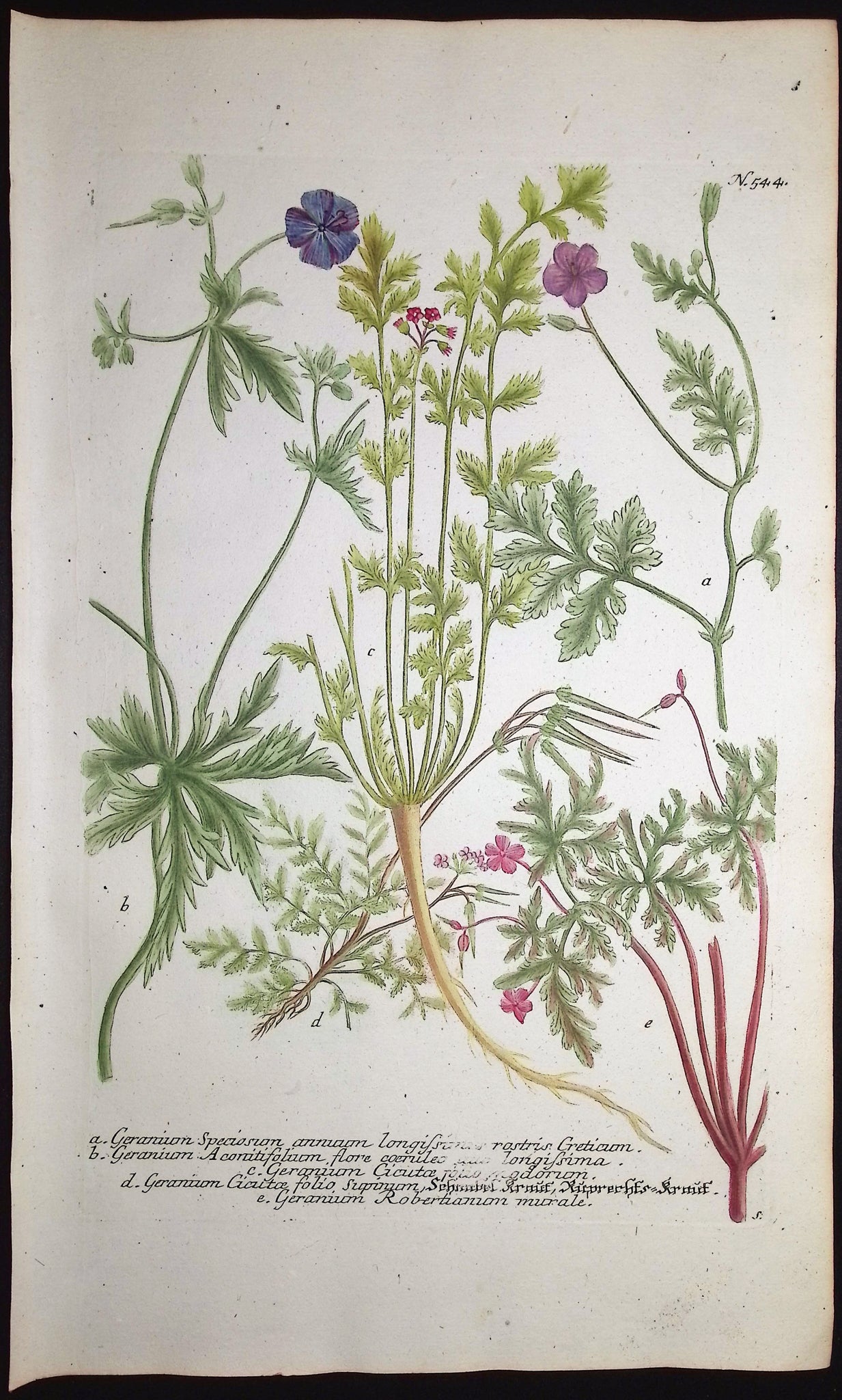 Geranium