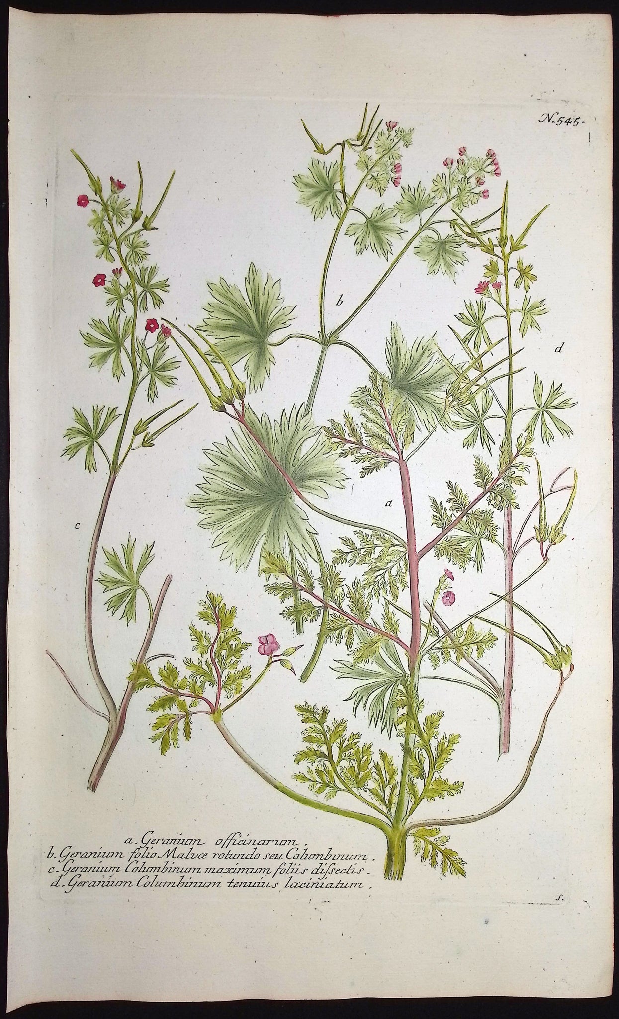 Geranium