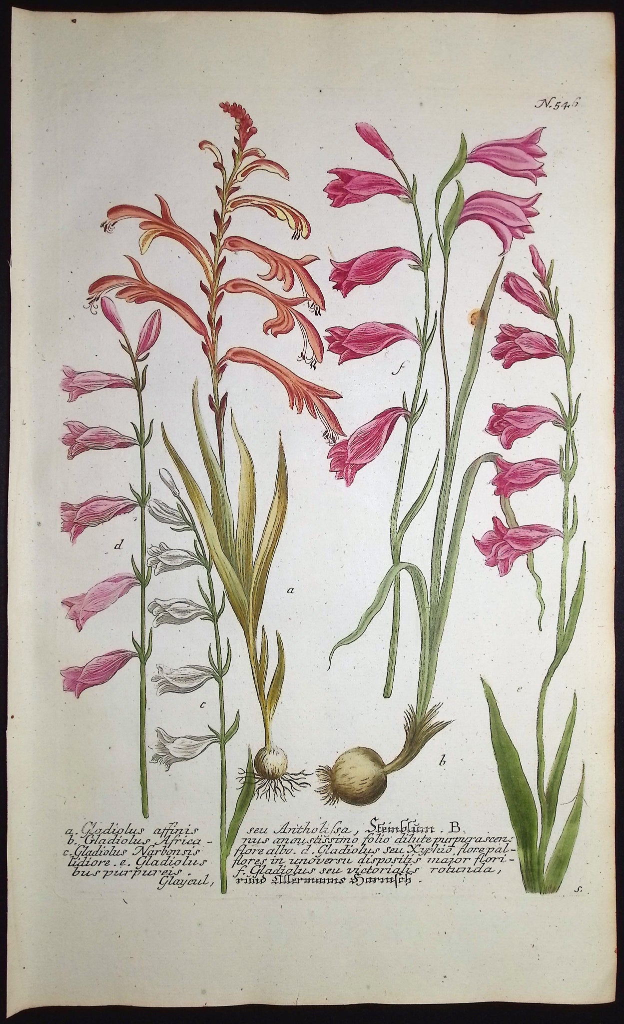 Gladiolus
