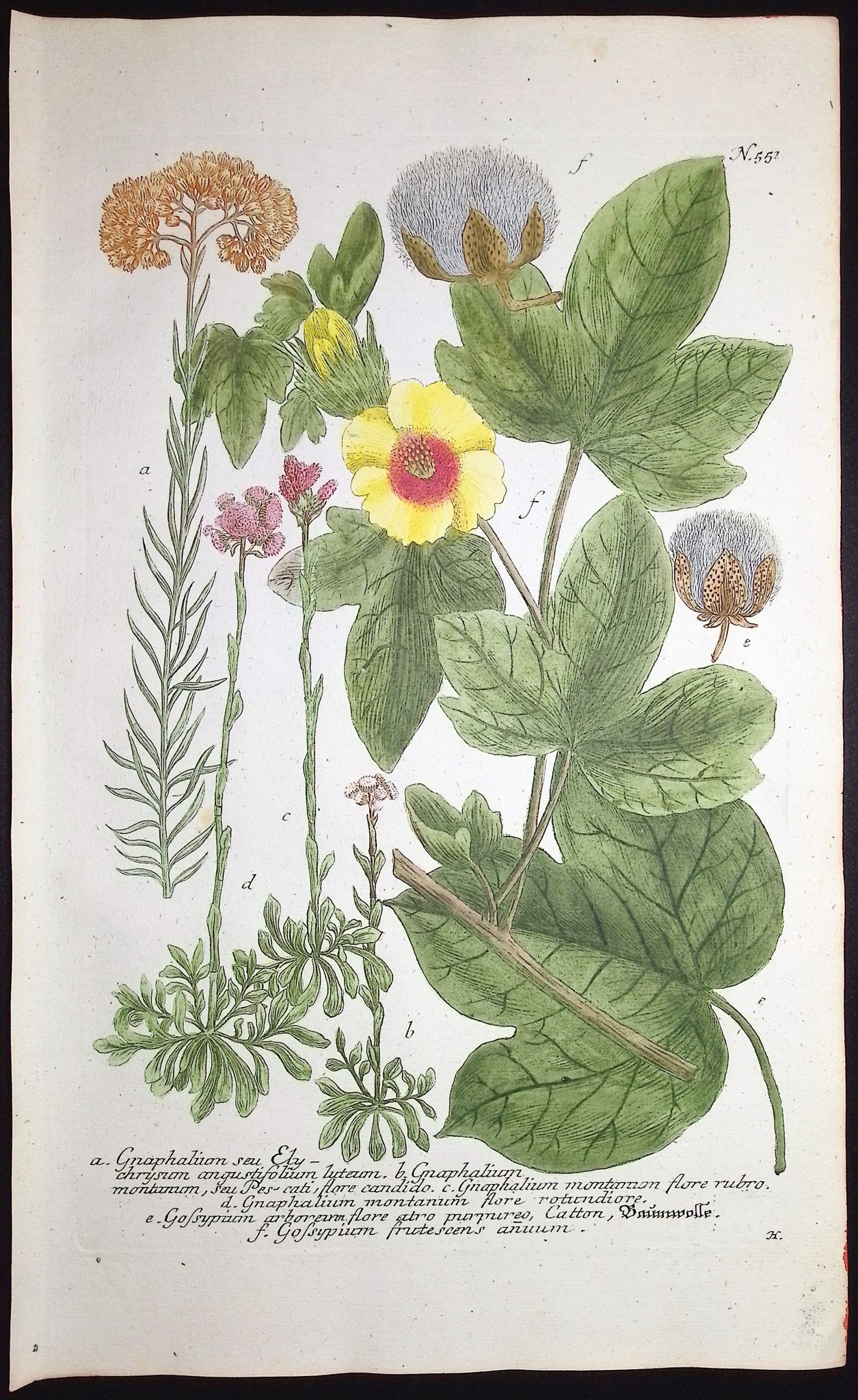 Gnaphalium, Gossypium