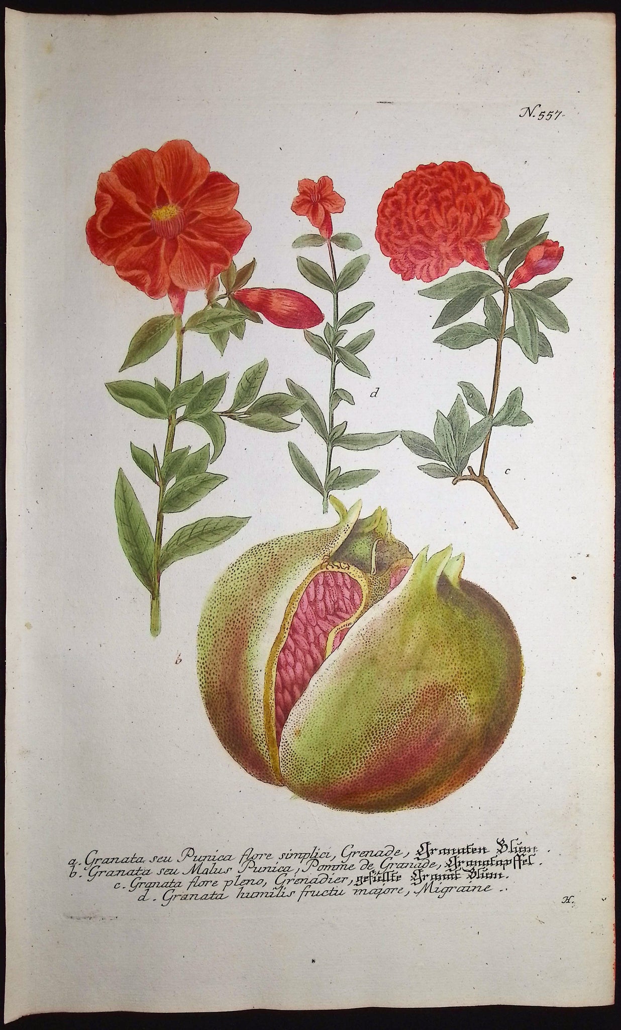 Pomegranate, Granata
