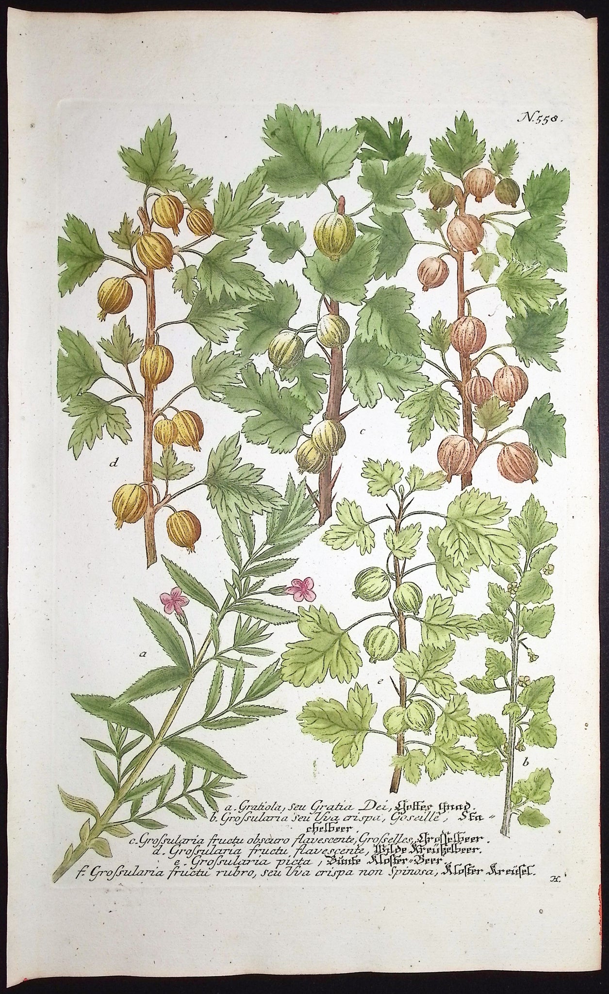 Gratiola, Grosularia