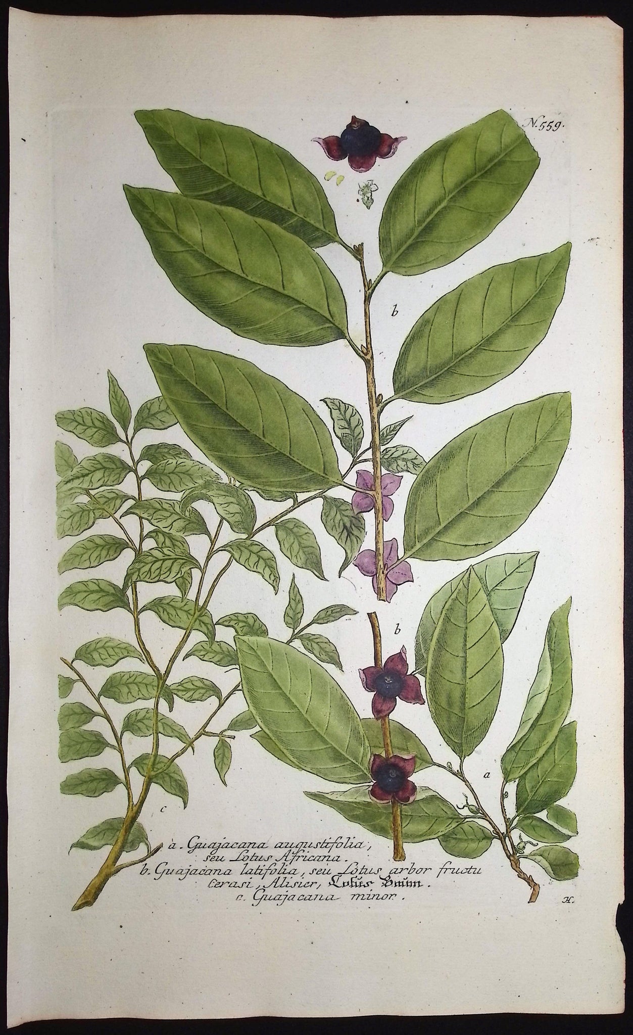Guajacana