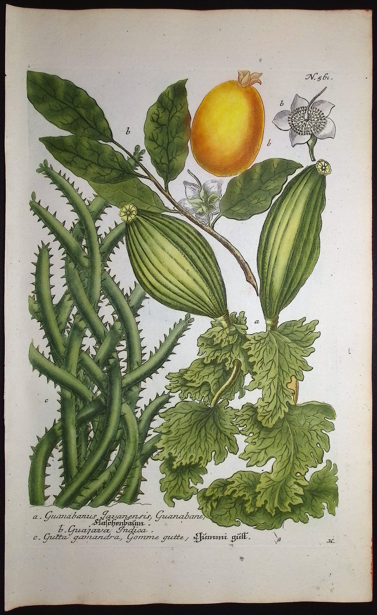 Guanabanus, Guajava, Gutta