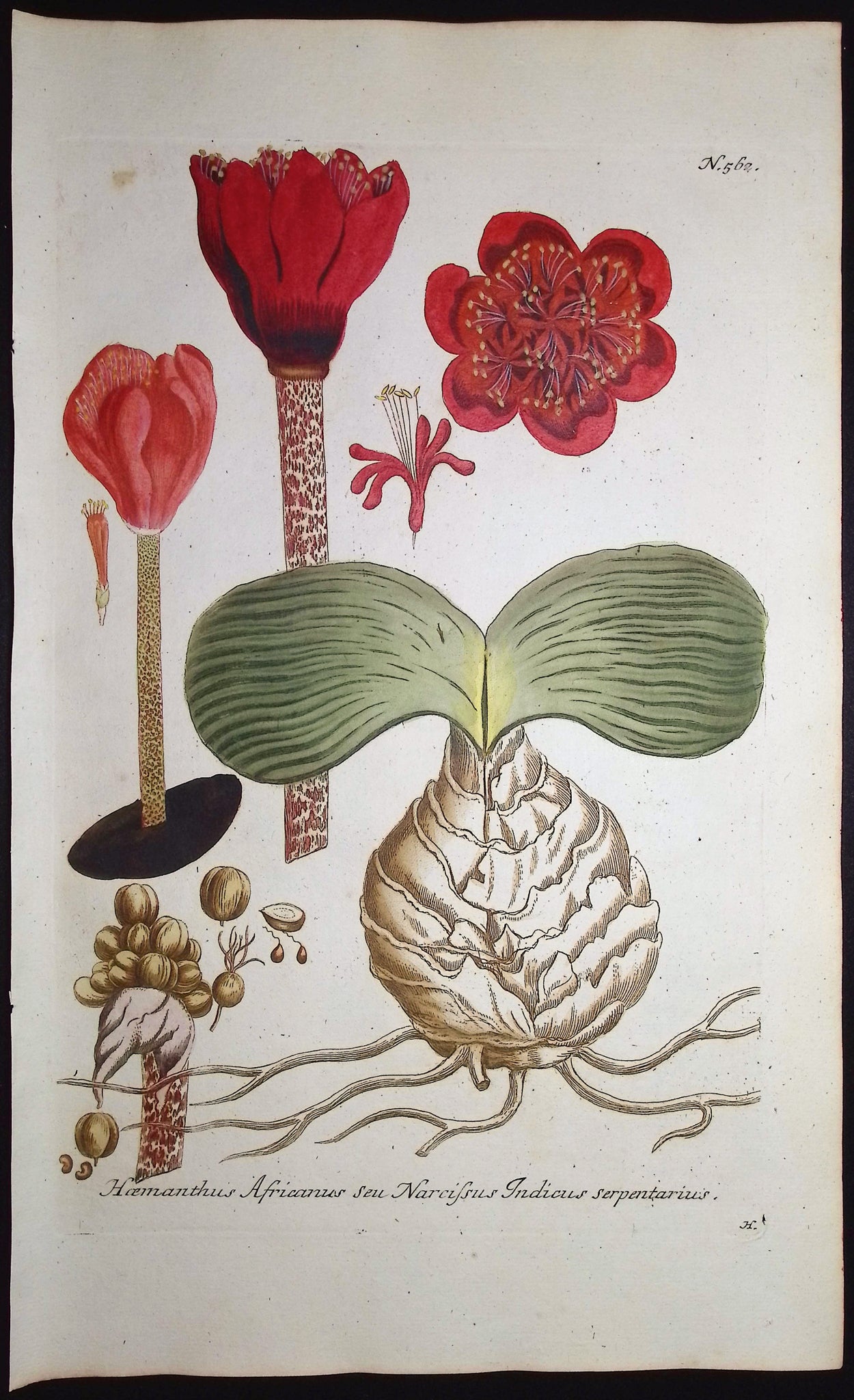 Haemanthus Africanus