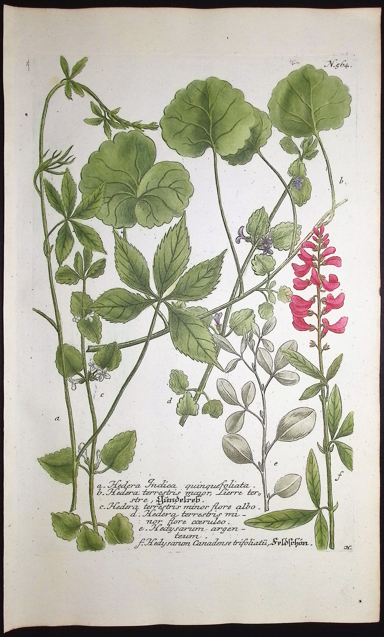 Hedera, Hedysarum