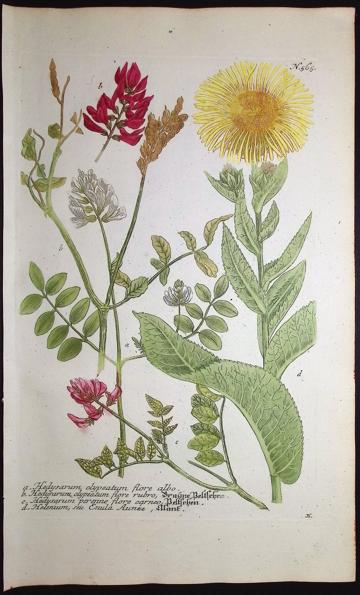 Hedysarum, Helenium