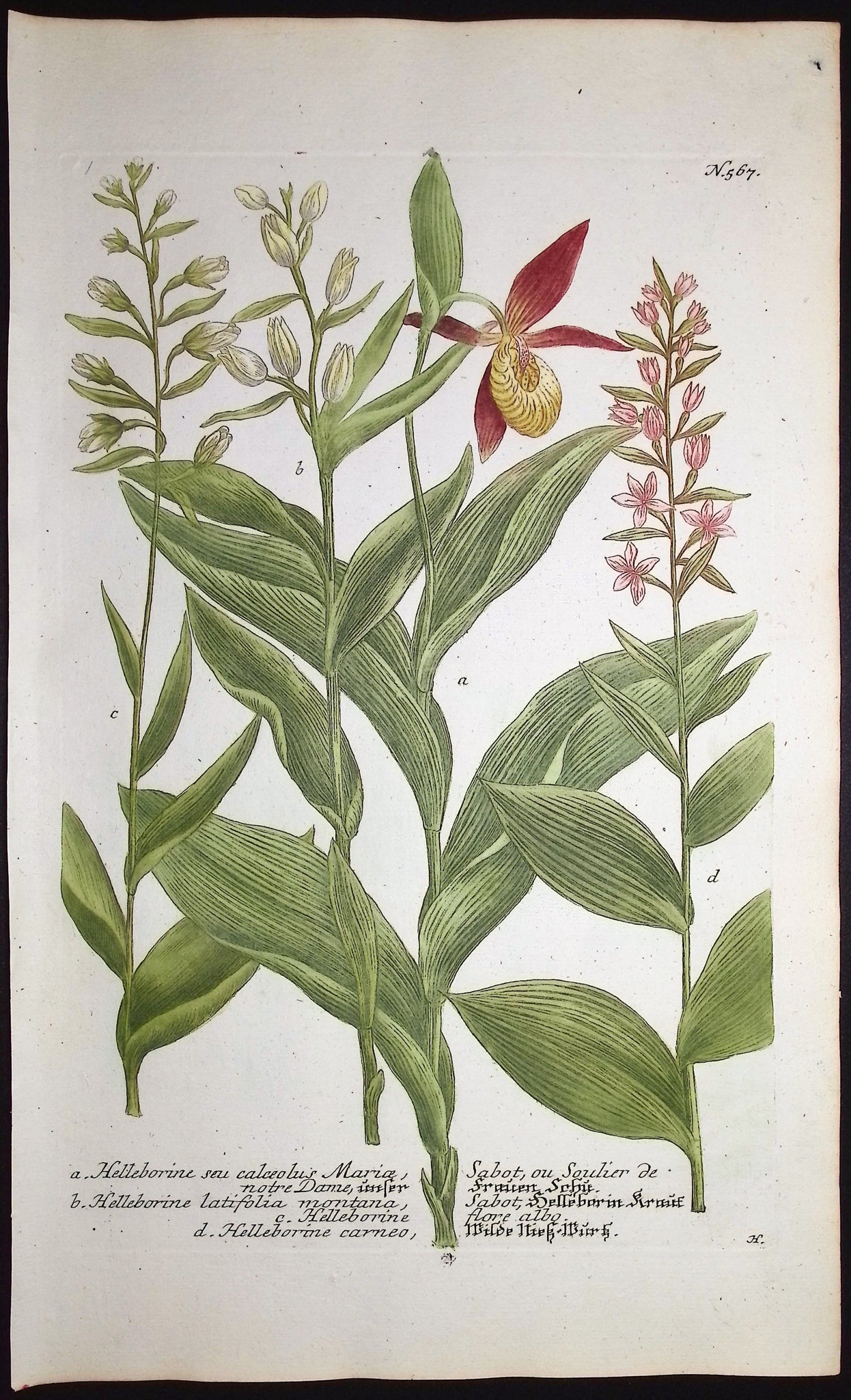 Lady's Slipper or Helleborine Orchid
