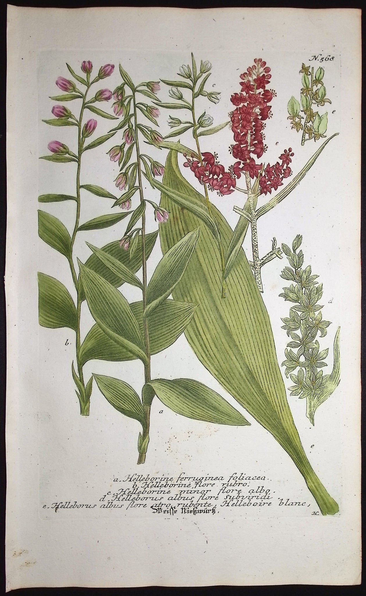 Helleborine