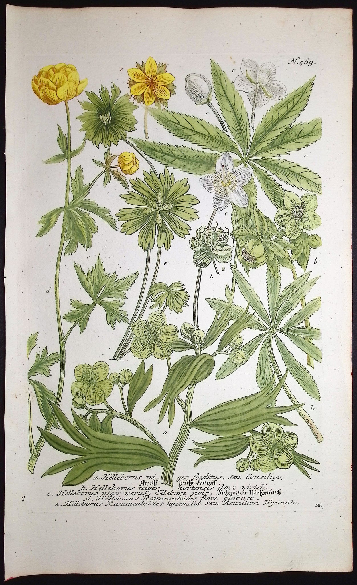 Hellebore
