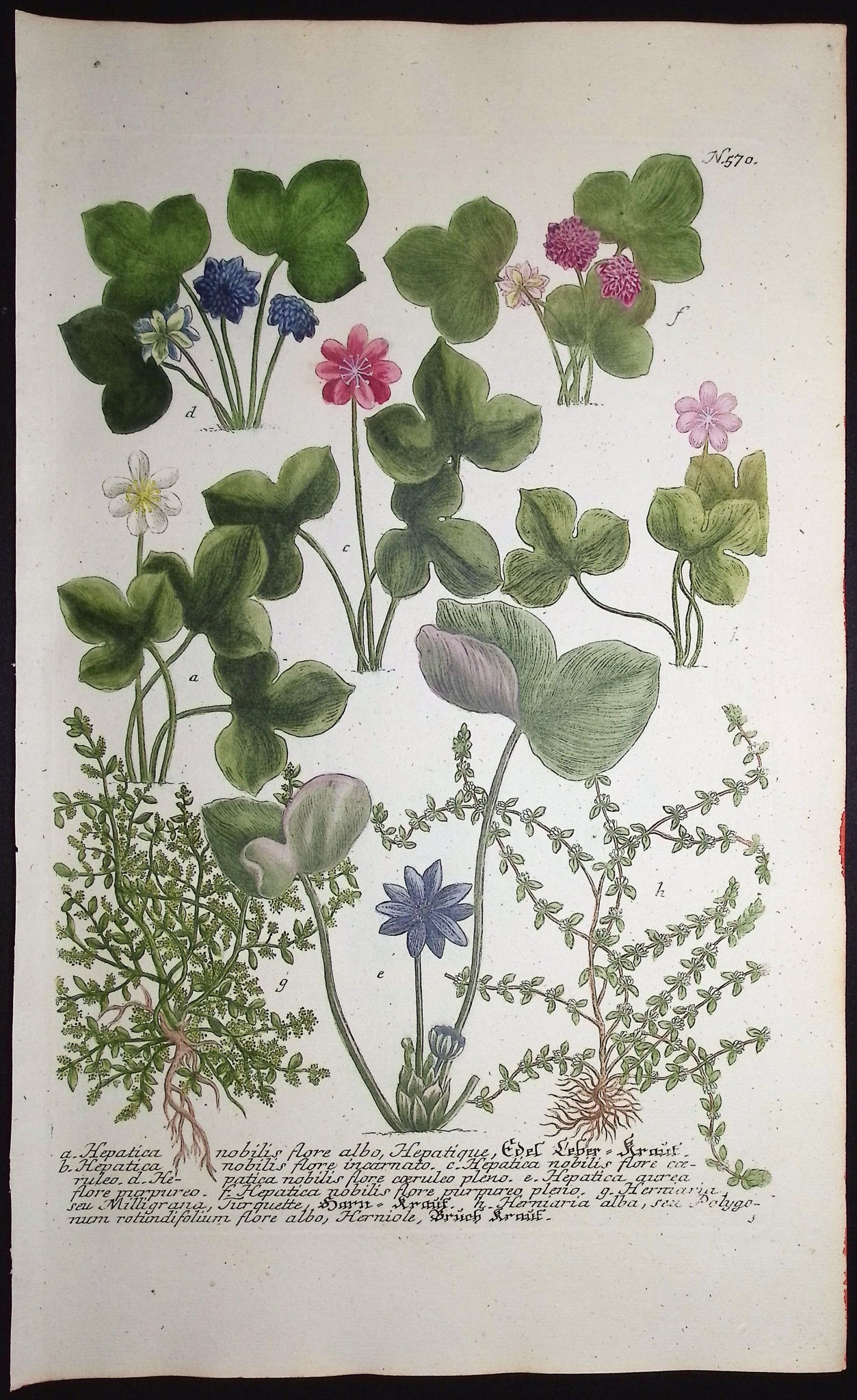 Hepatica