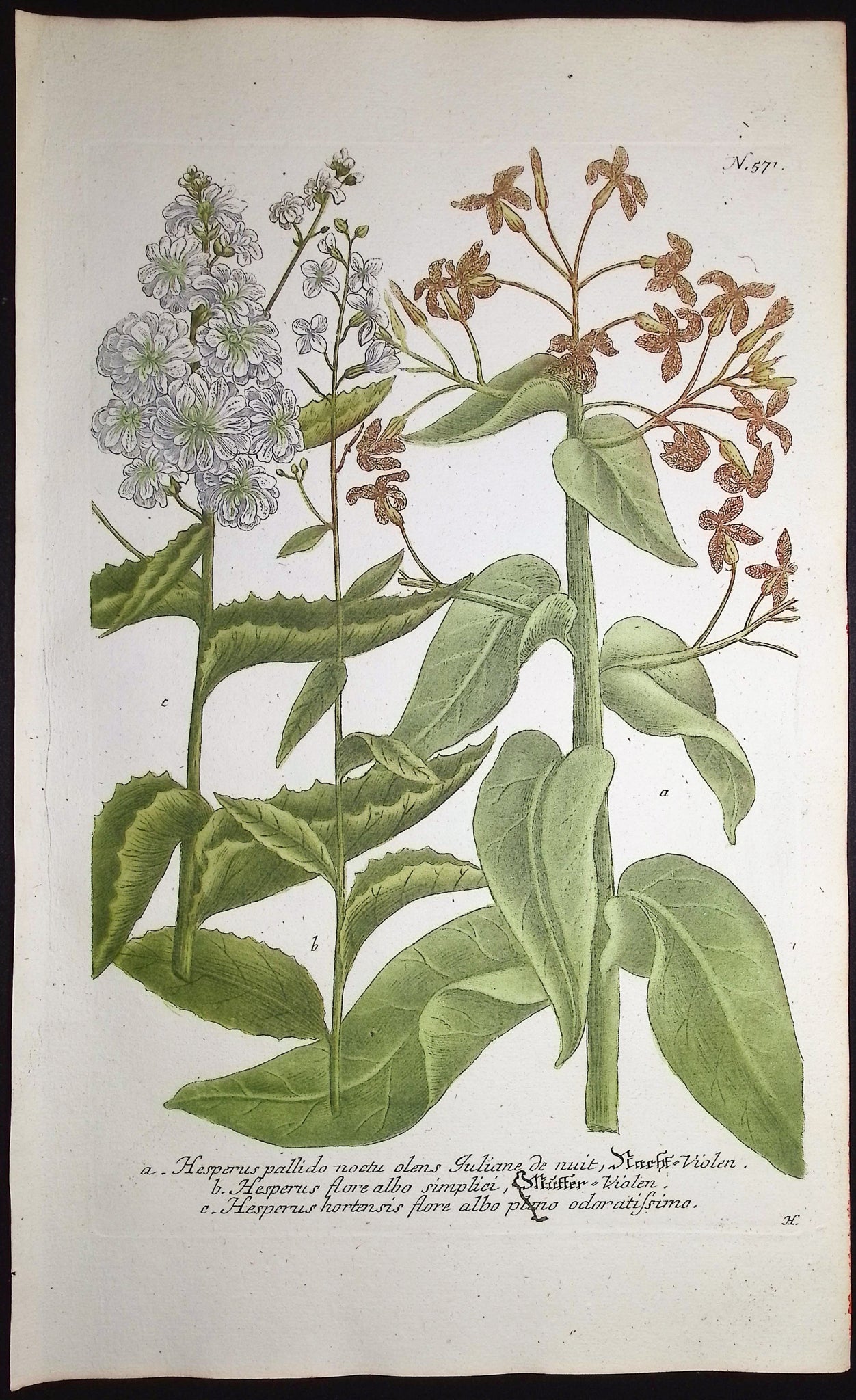 Hesperus
