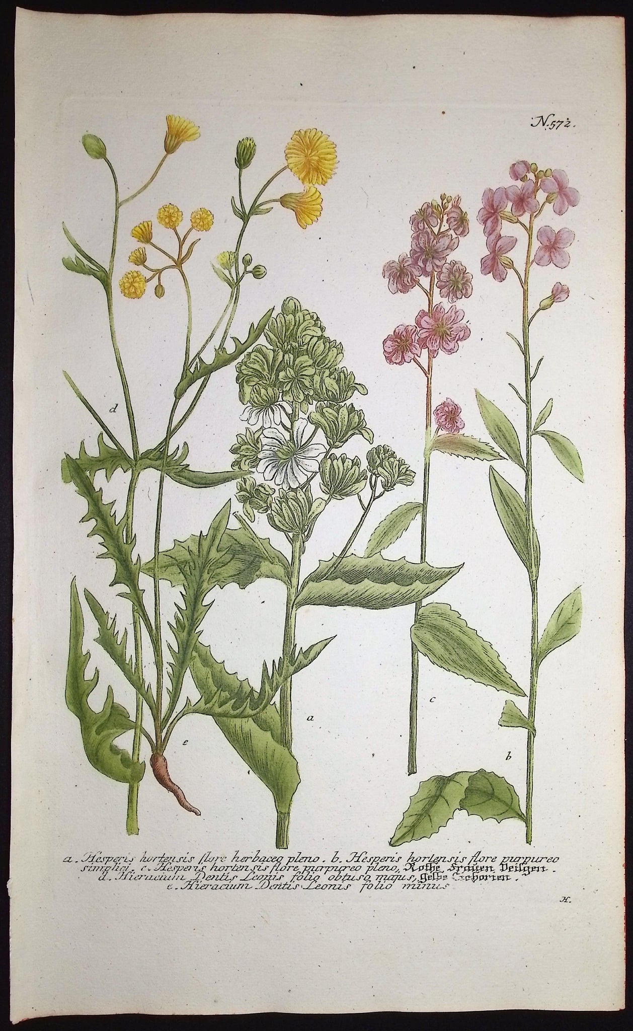 Hesperis, Hieracium