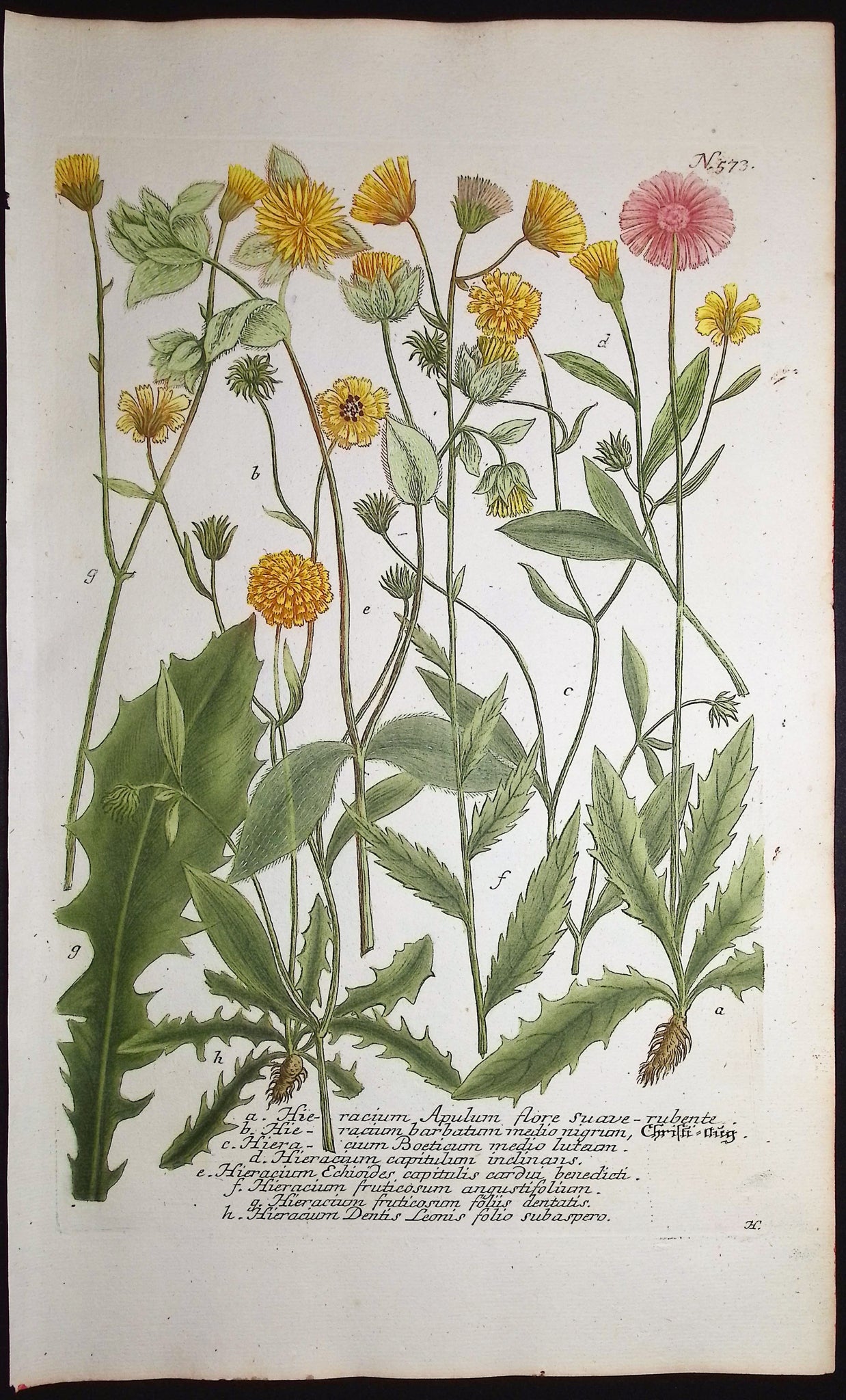 Hieracium