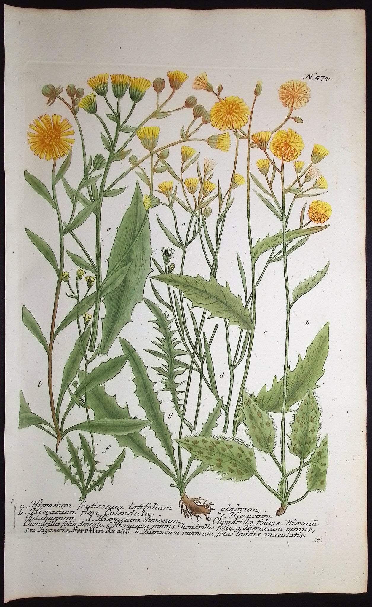 Hieracium