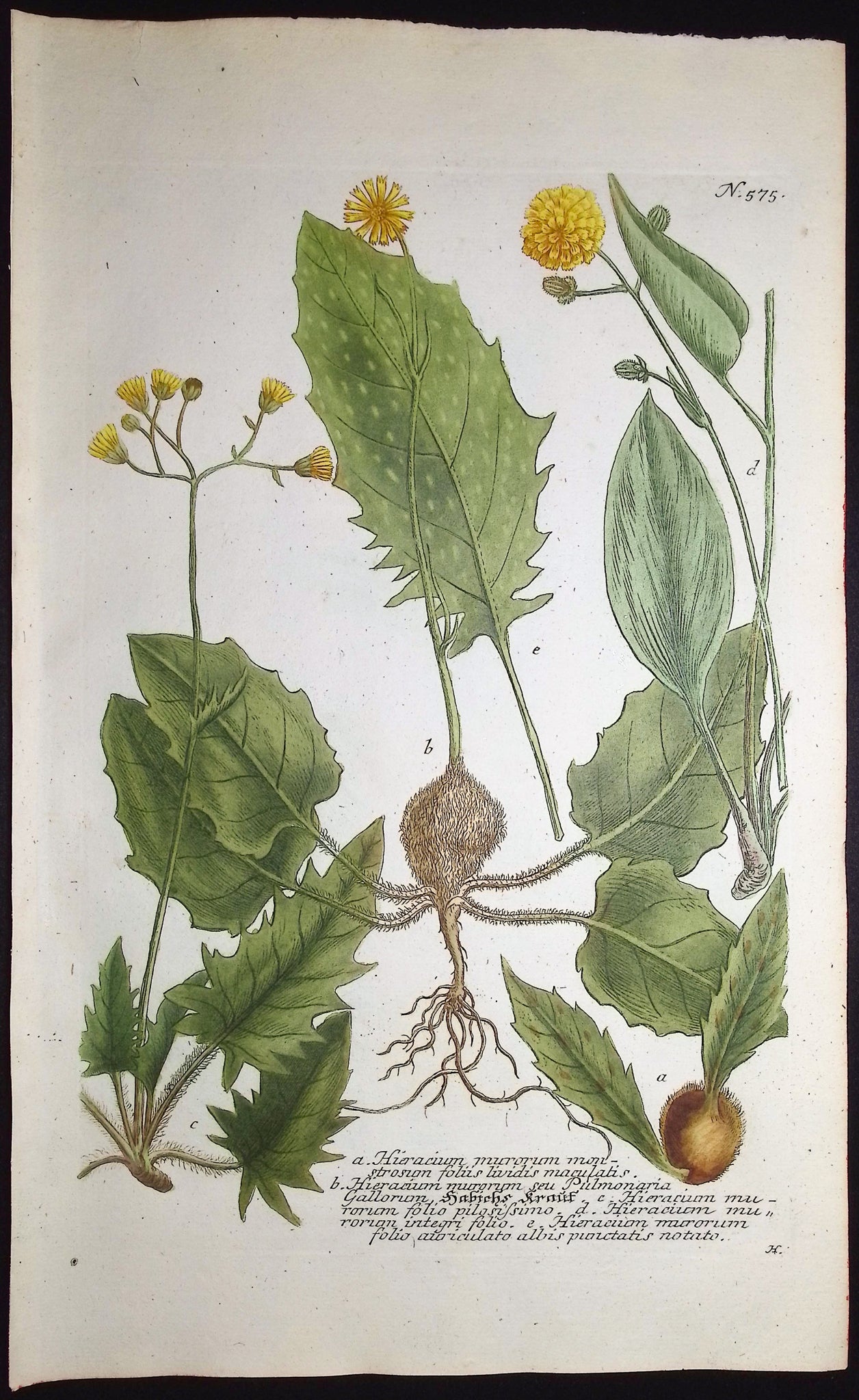 Hieracium