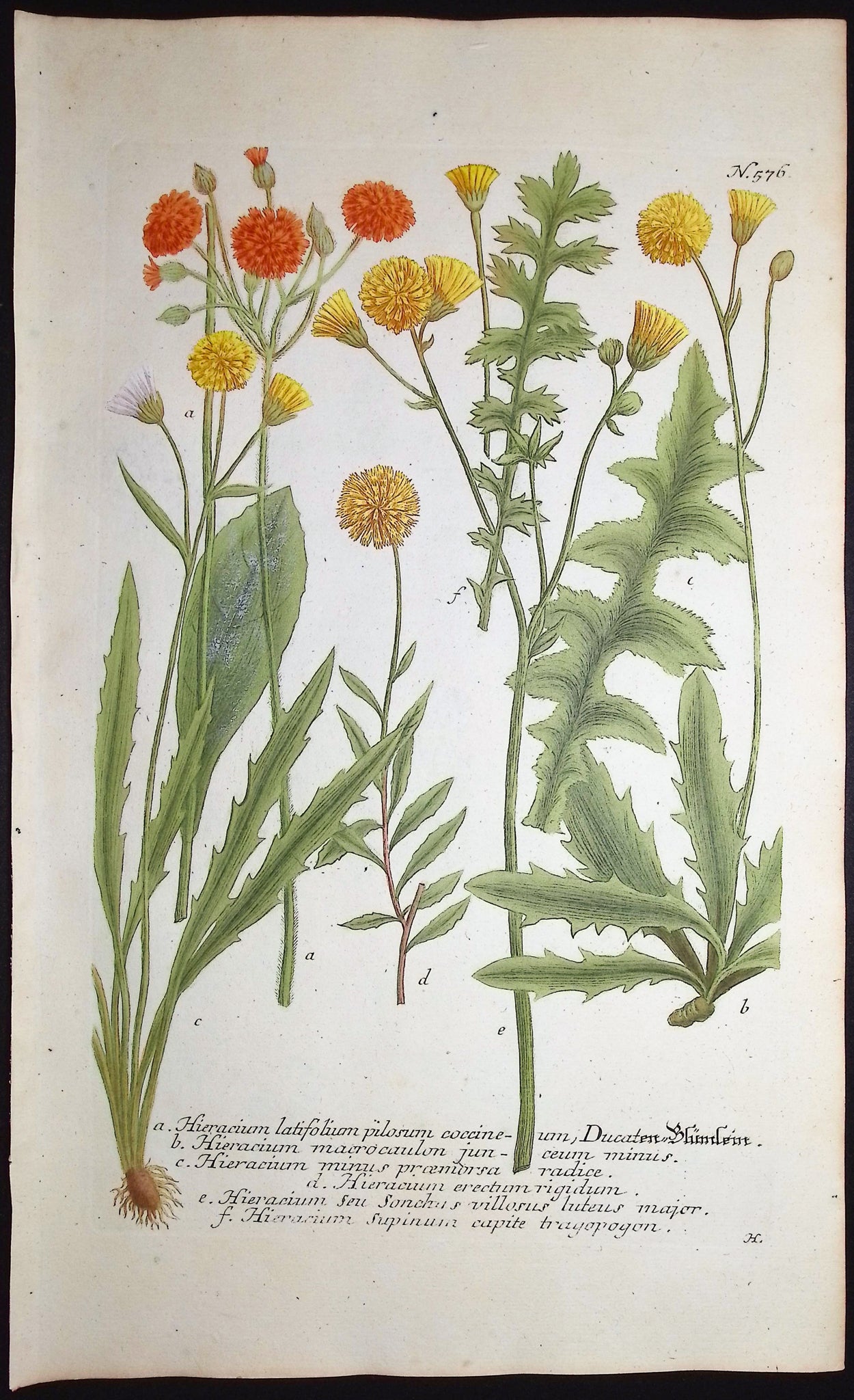 Hieracium