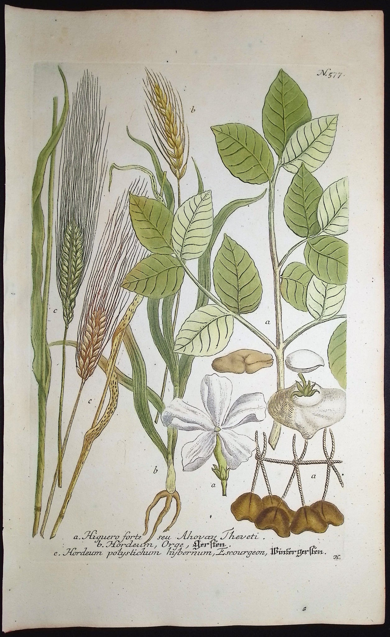 Higuero, Hordeum