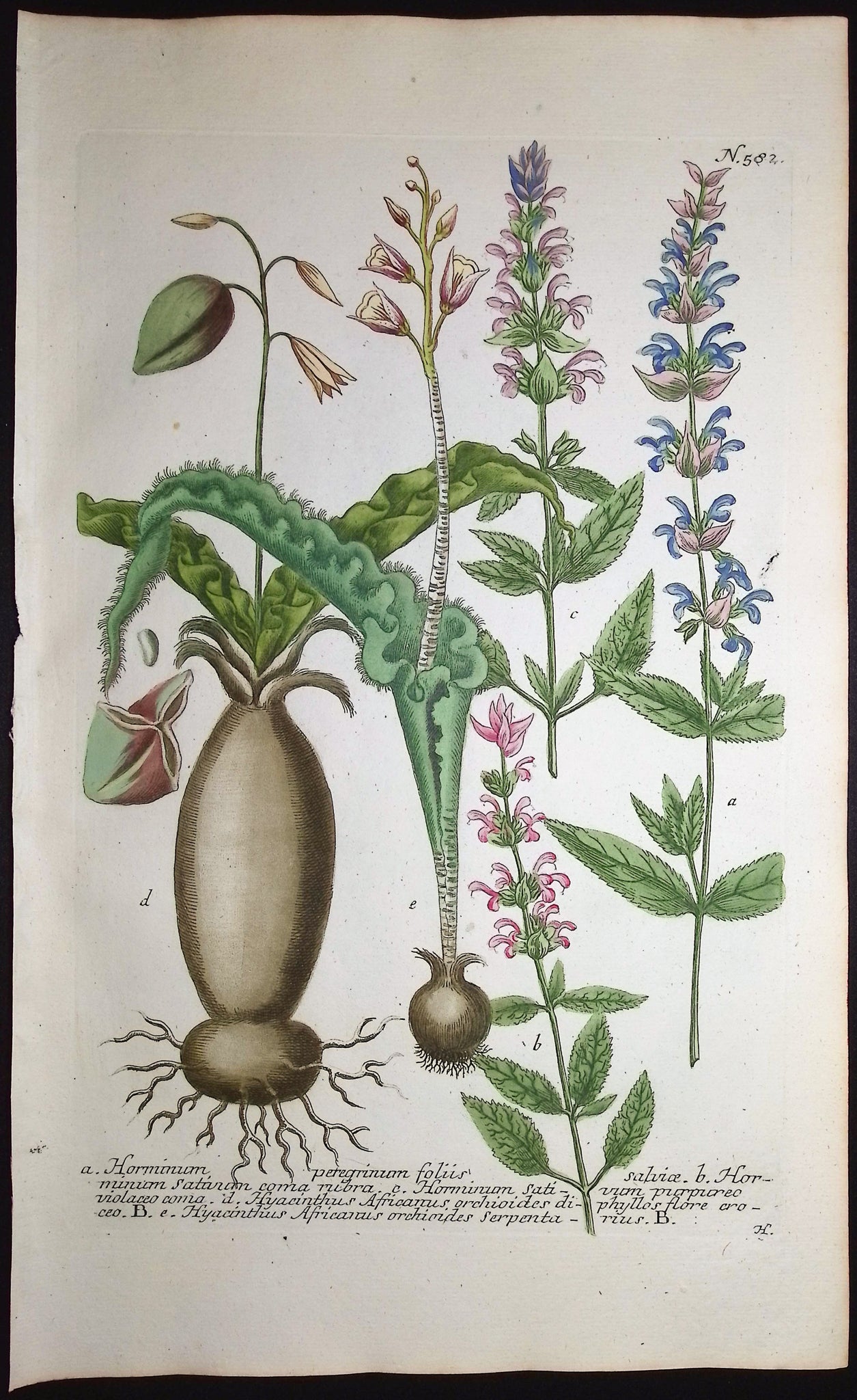 Horminum, Hyacinthus