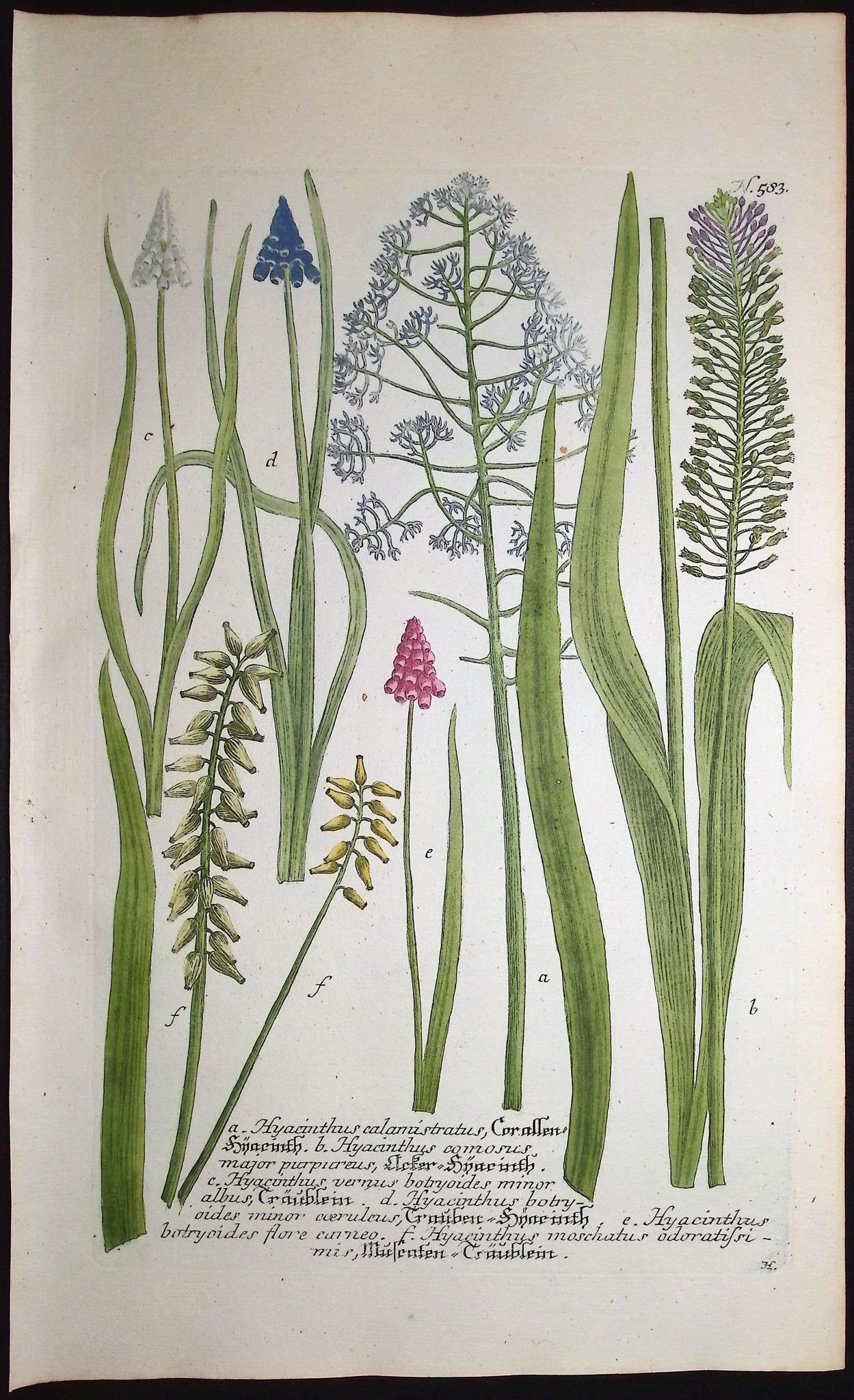Hyacinth