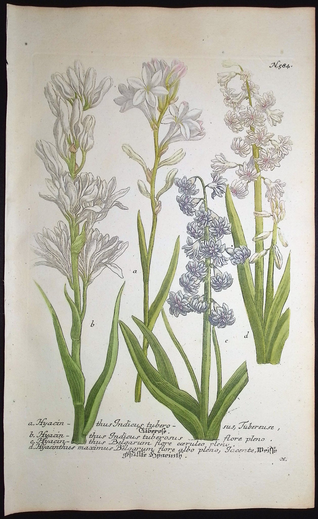 Hyacinth