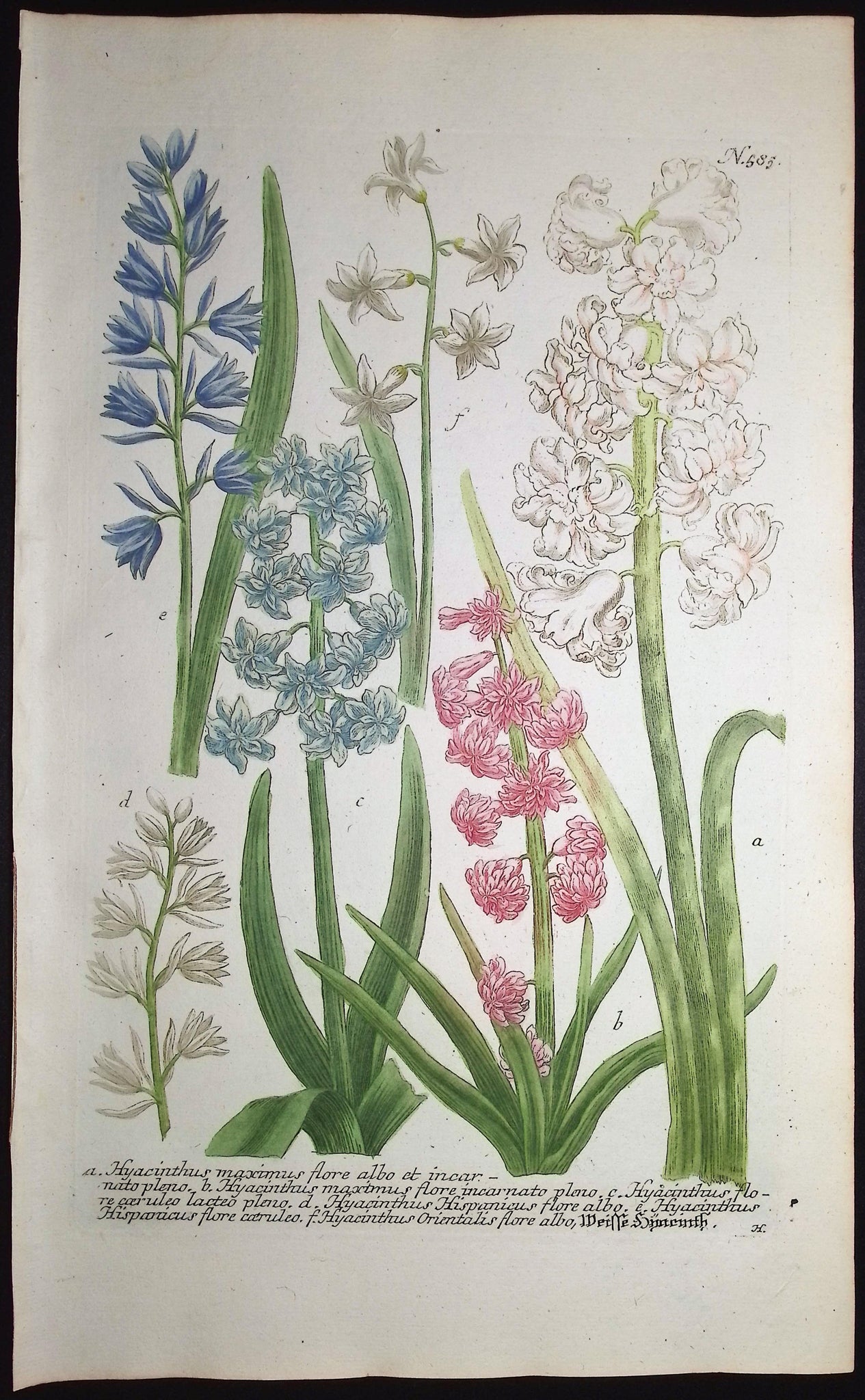 Hyacinth