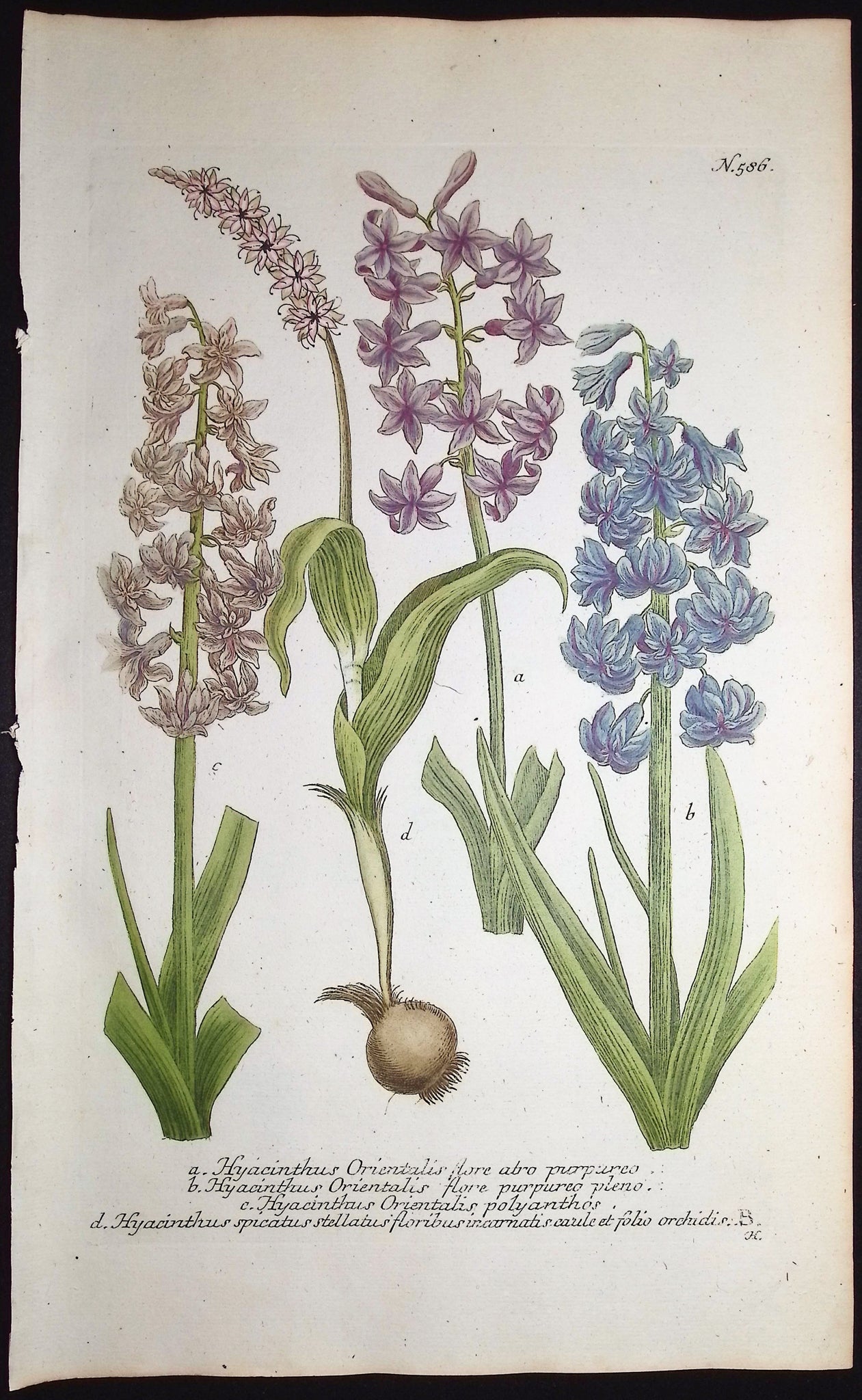 Hyacinth