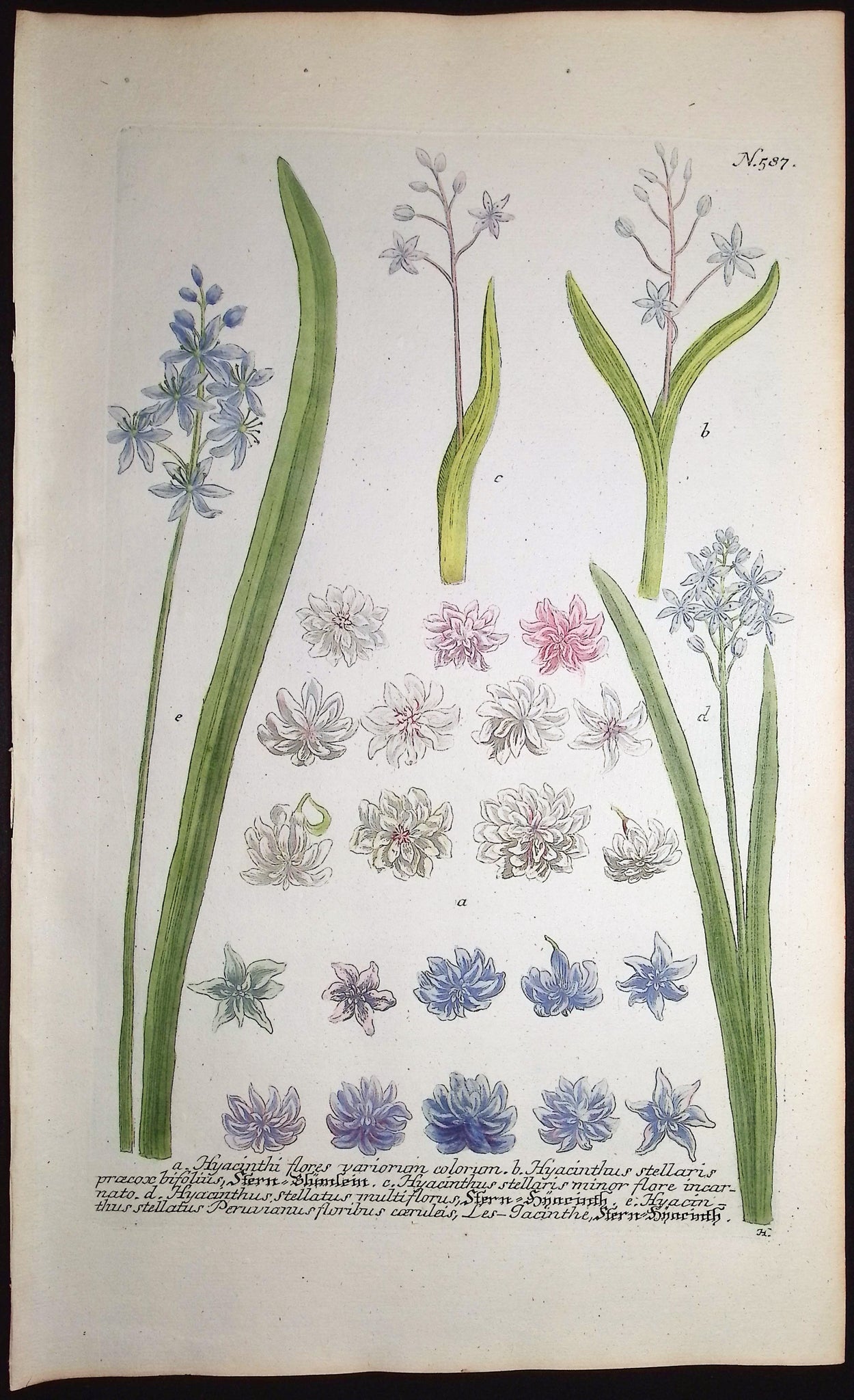 Hyacinth