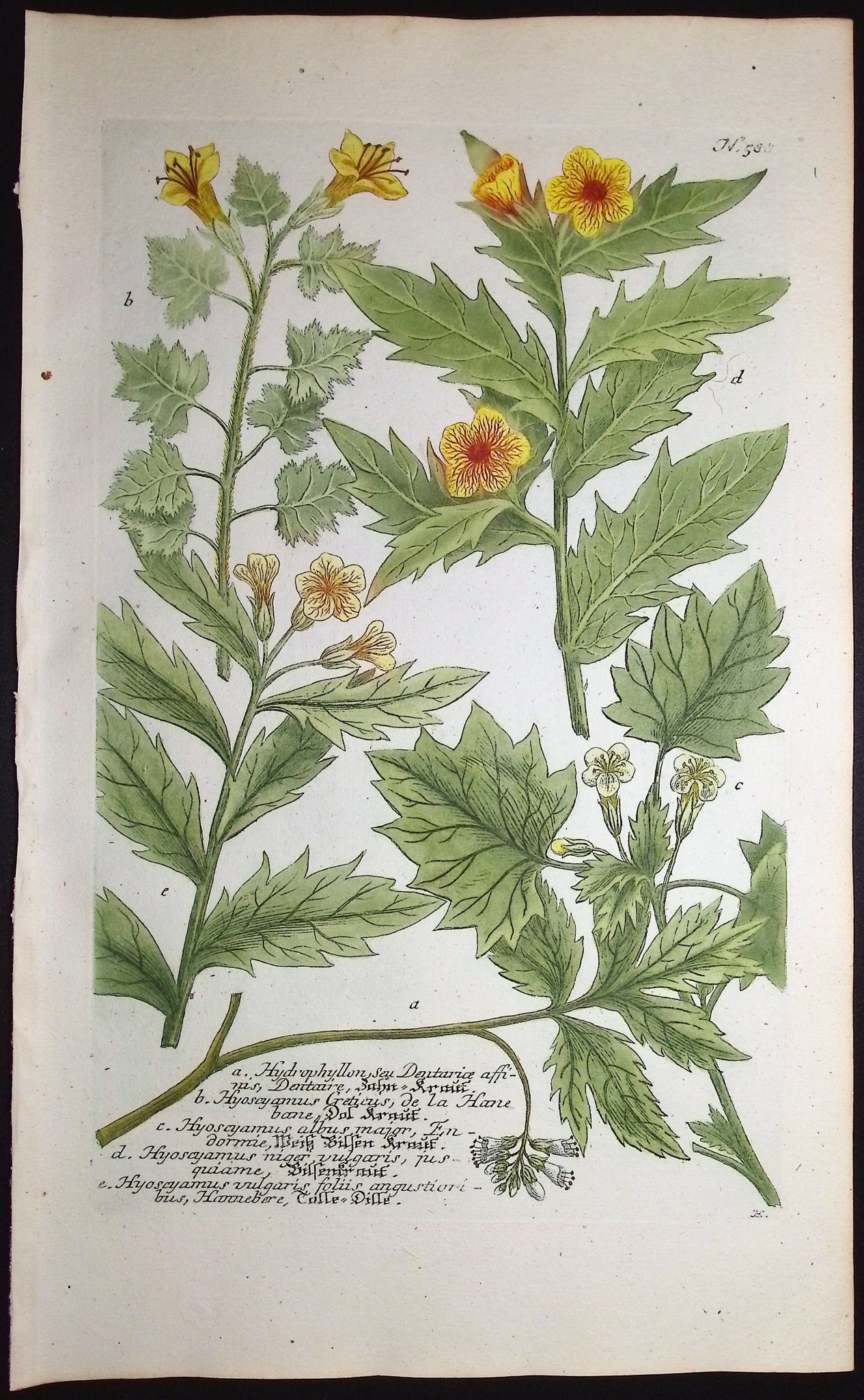 Hydrophyllon, Hyoscyamus