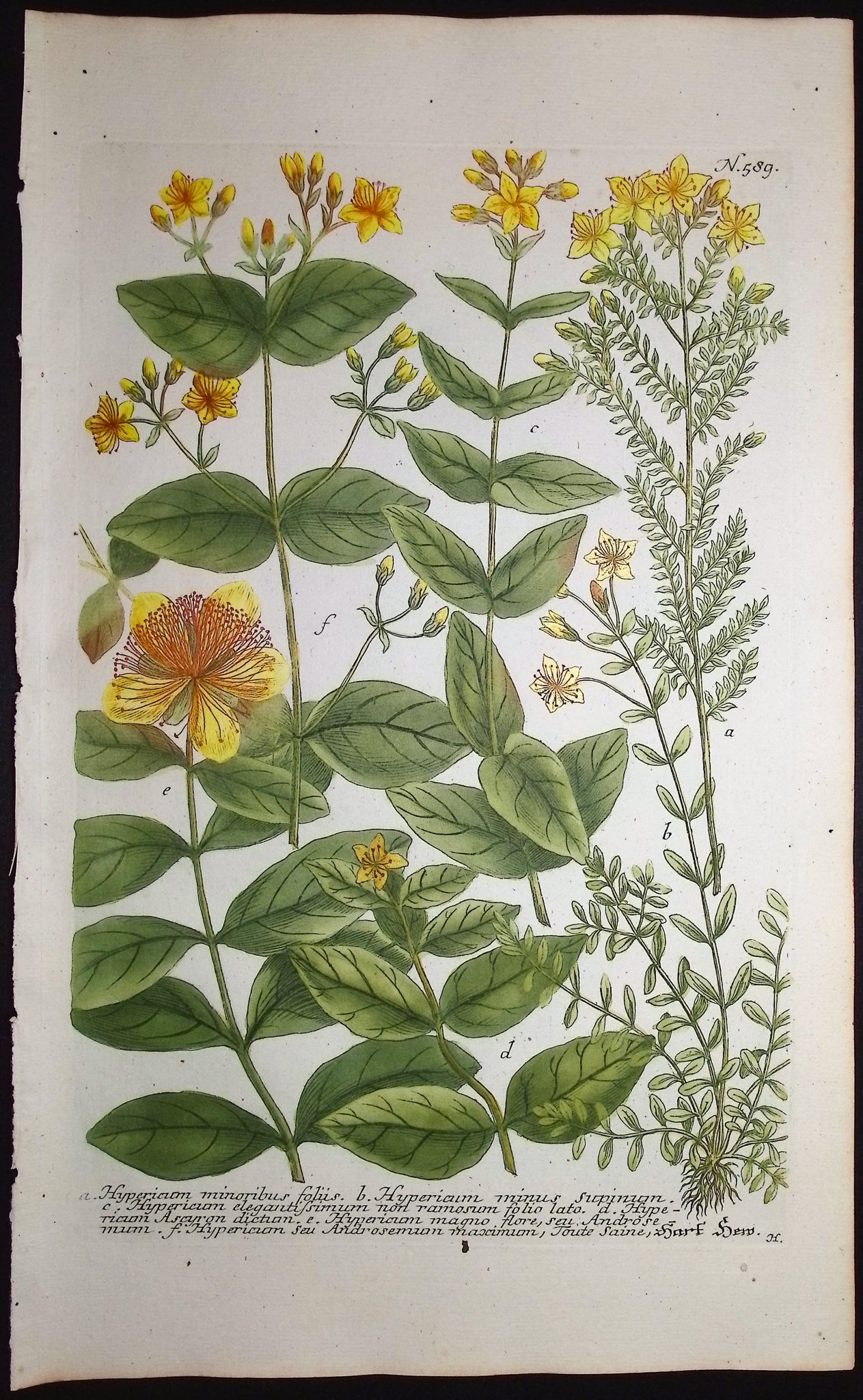 Hypericum