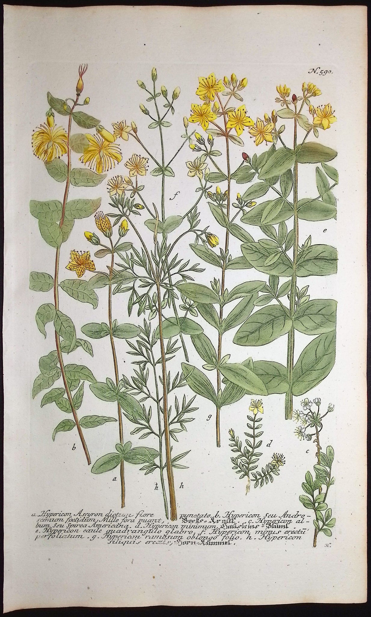 Hypericum