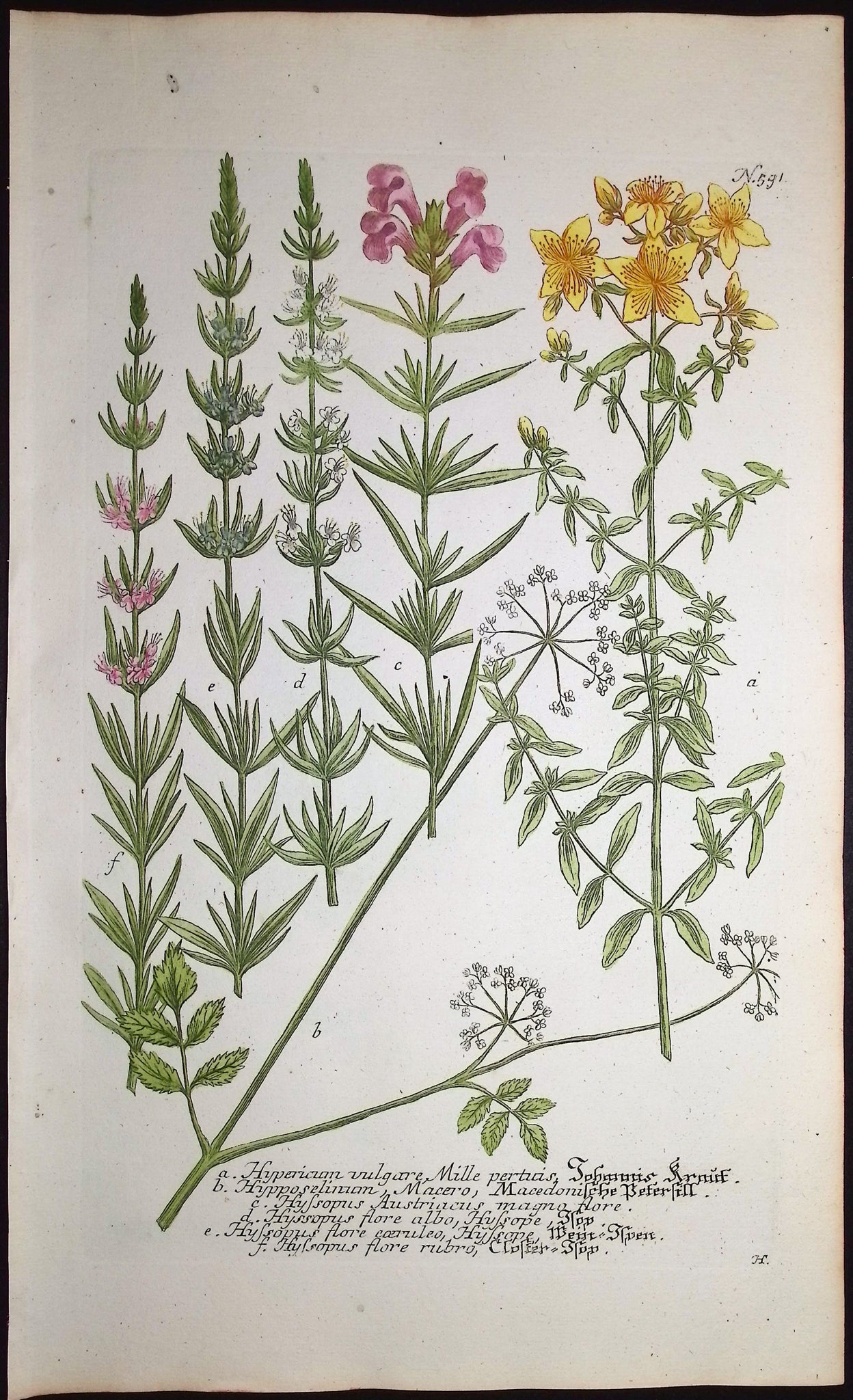 Hypericum