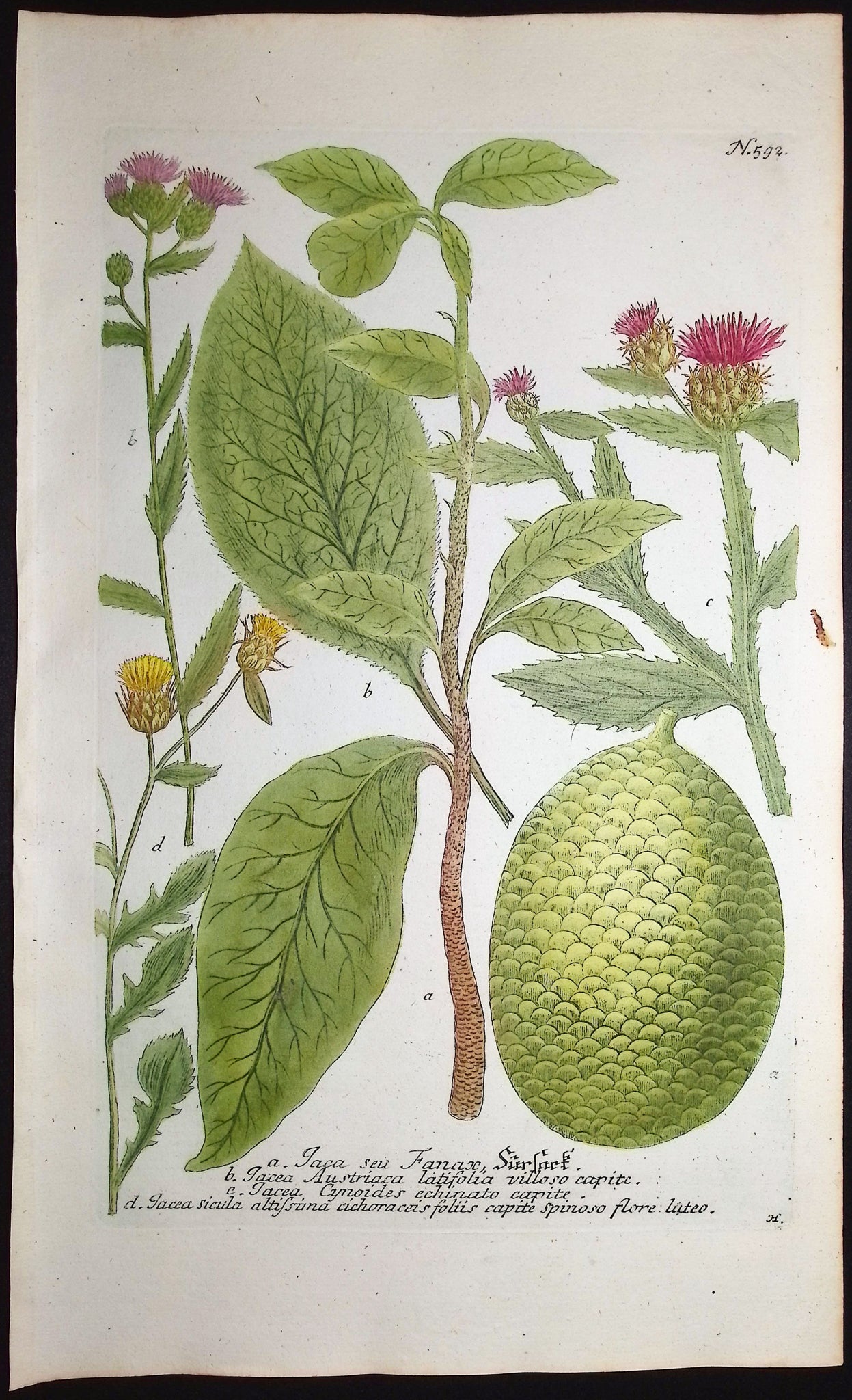 Knapweed