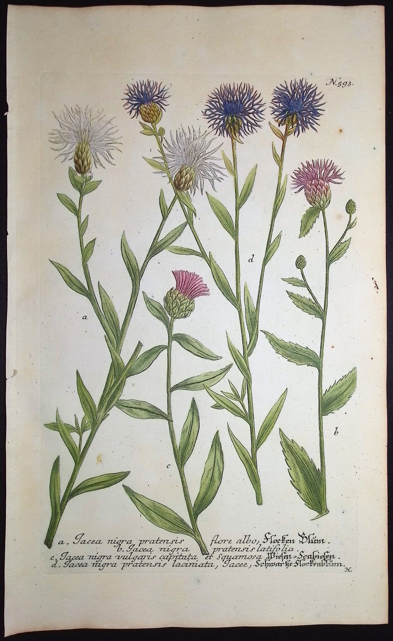 Knapweed