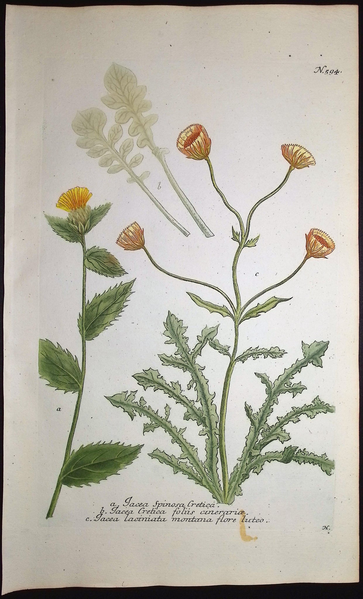 Knapweed
