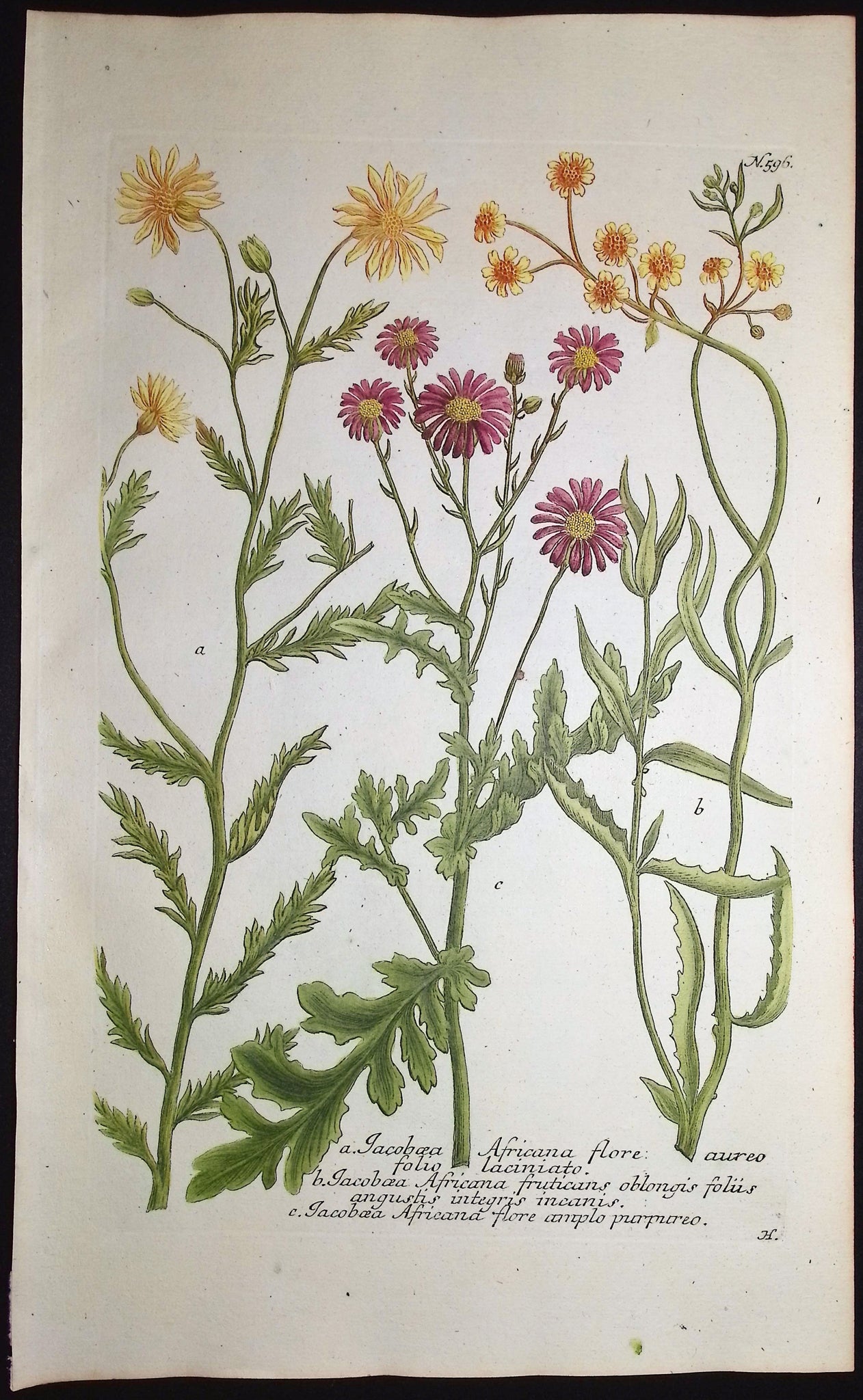 Jacobaea