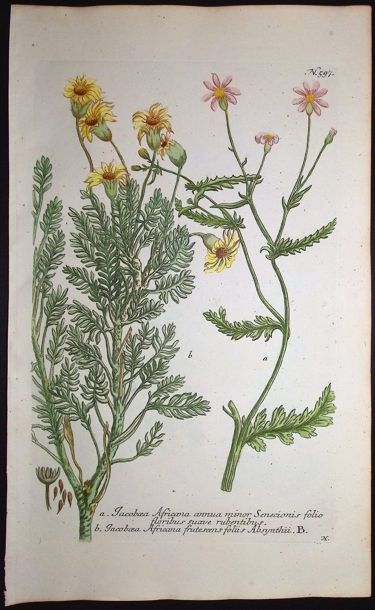 Jacobaea