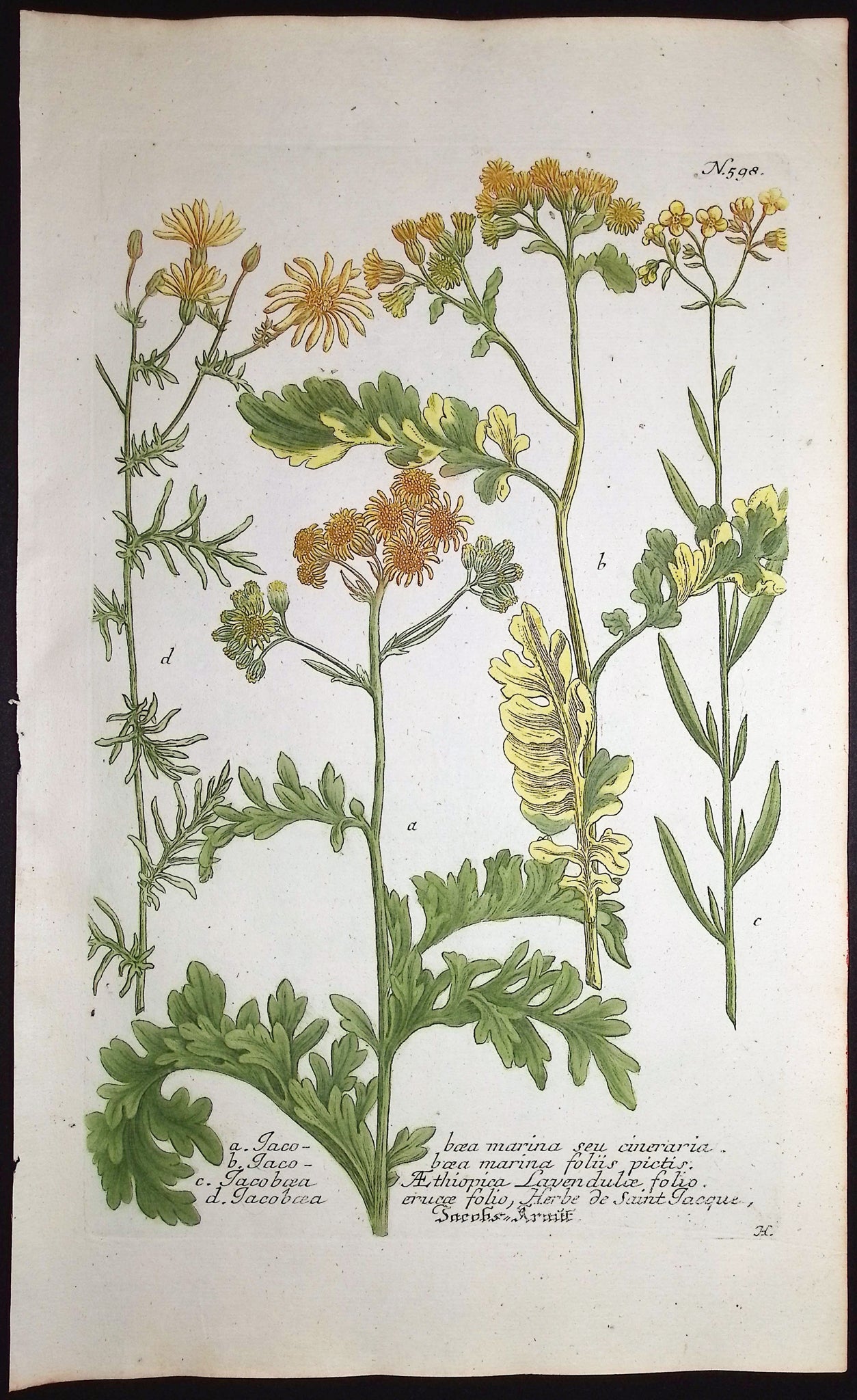 Jacobaea