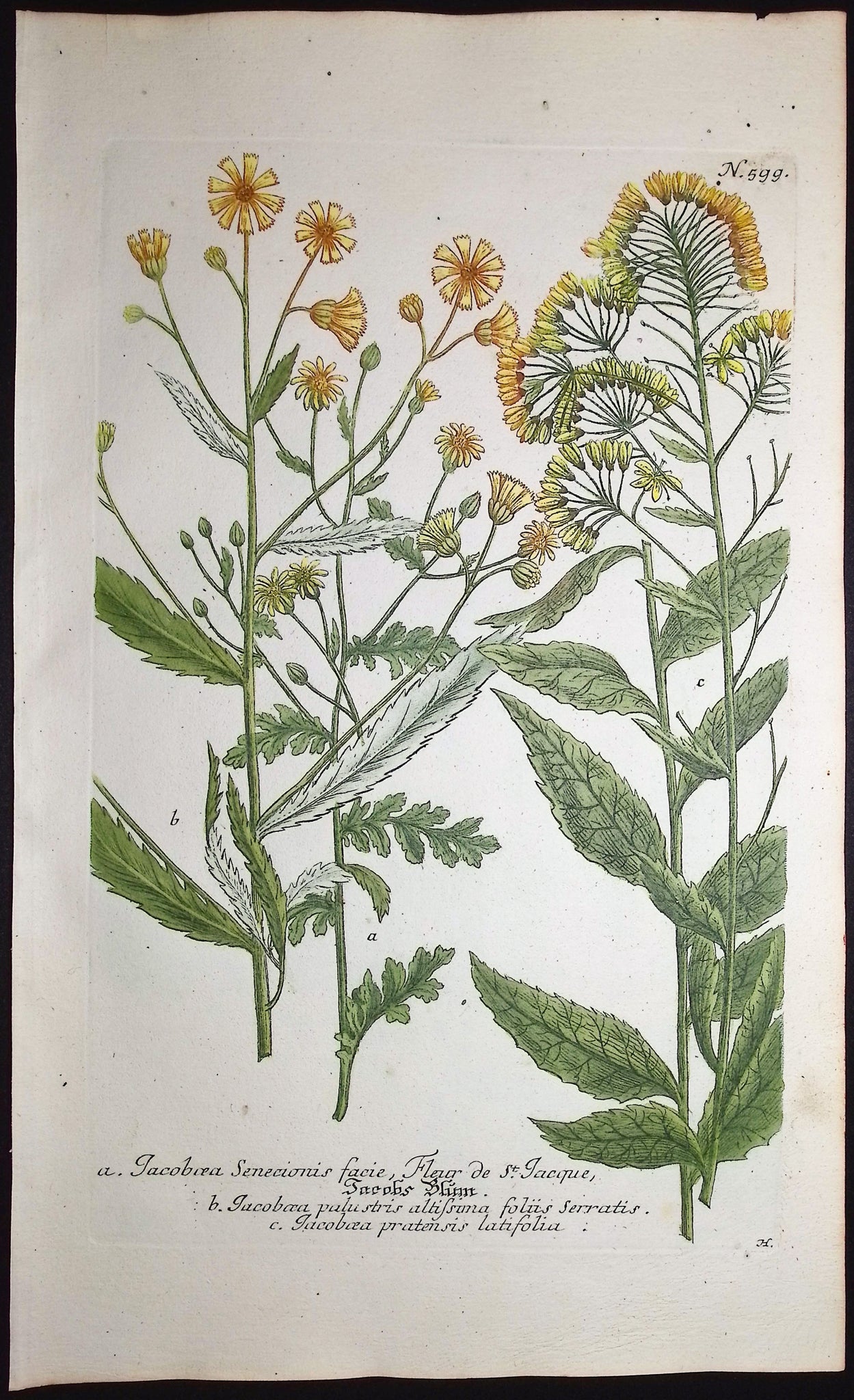 Jacobaea
