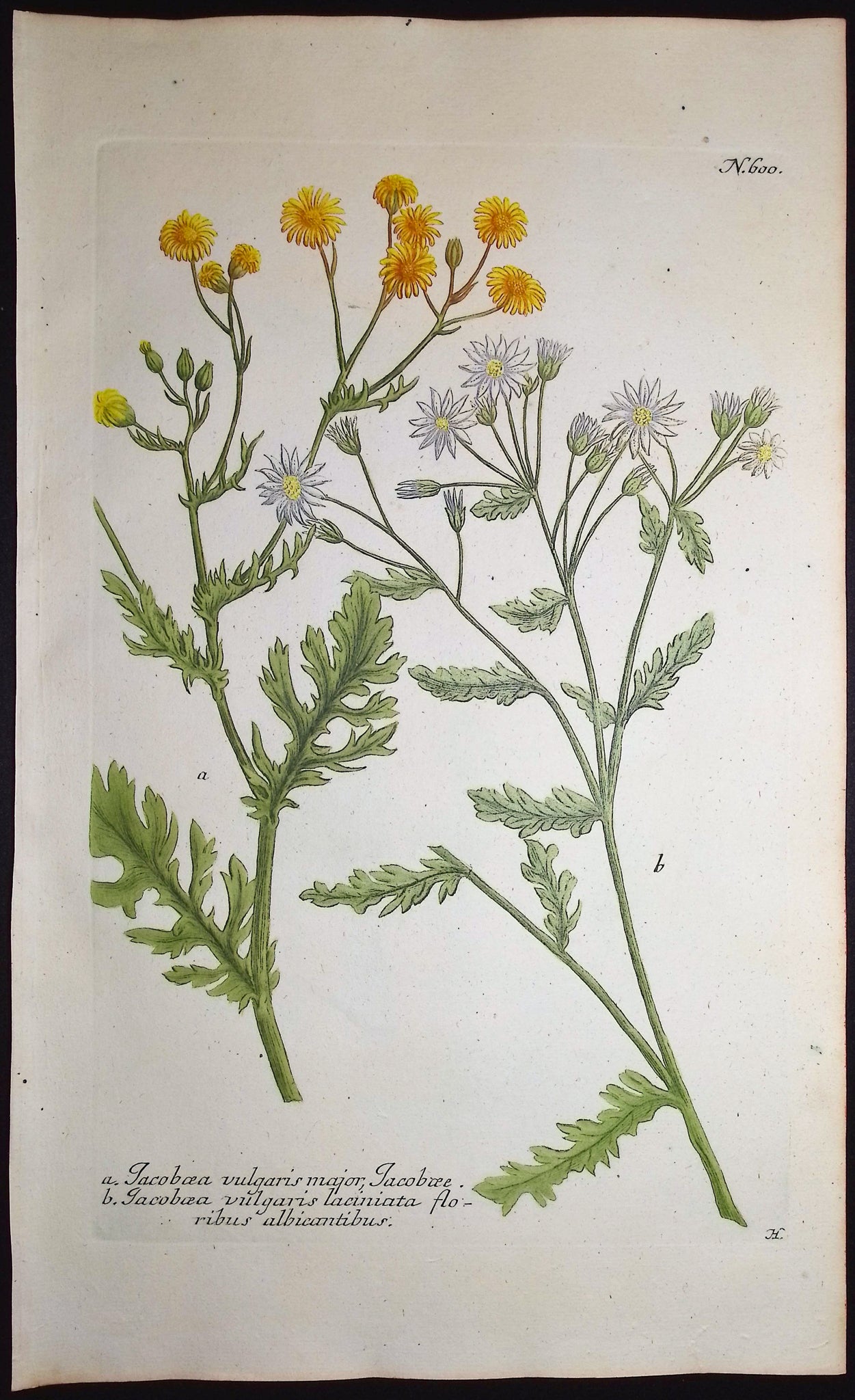 Jacobaea