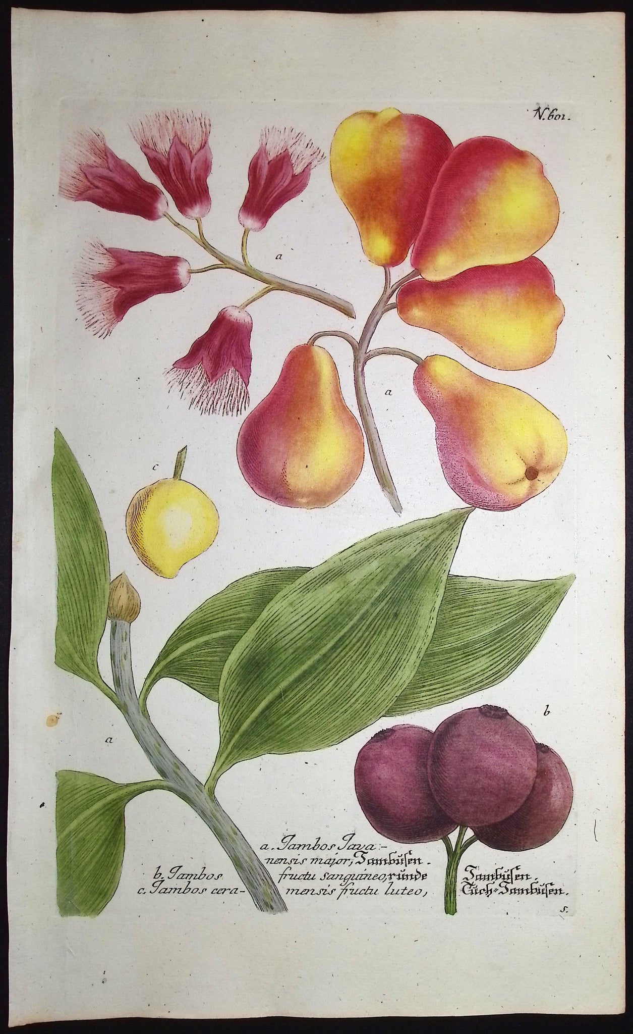 Pears