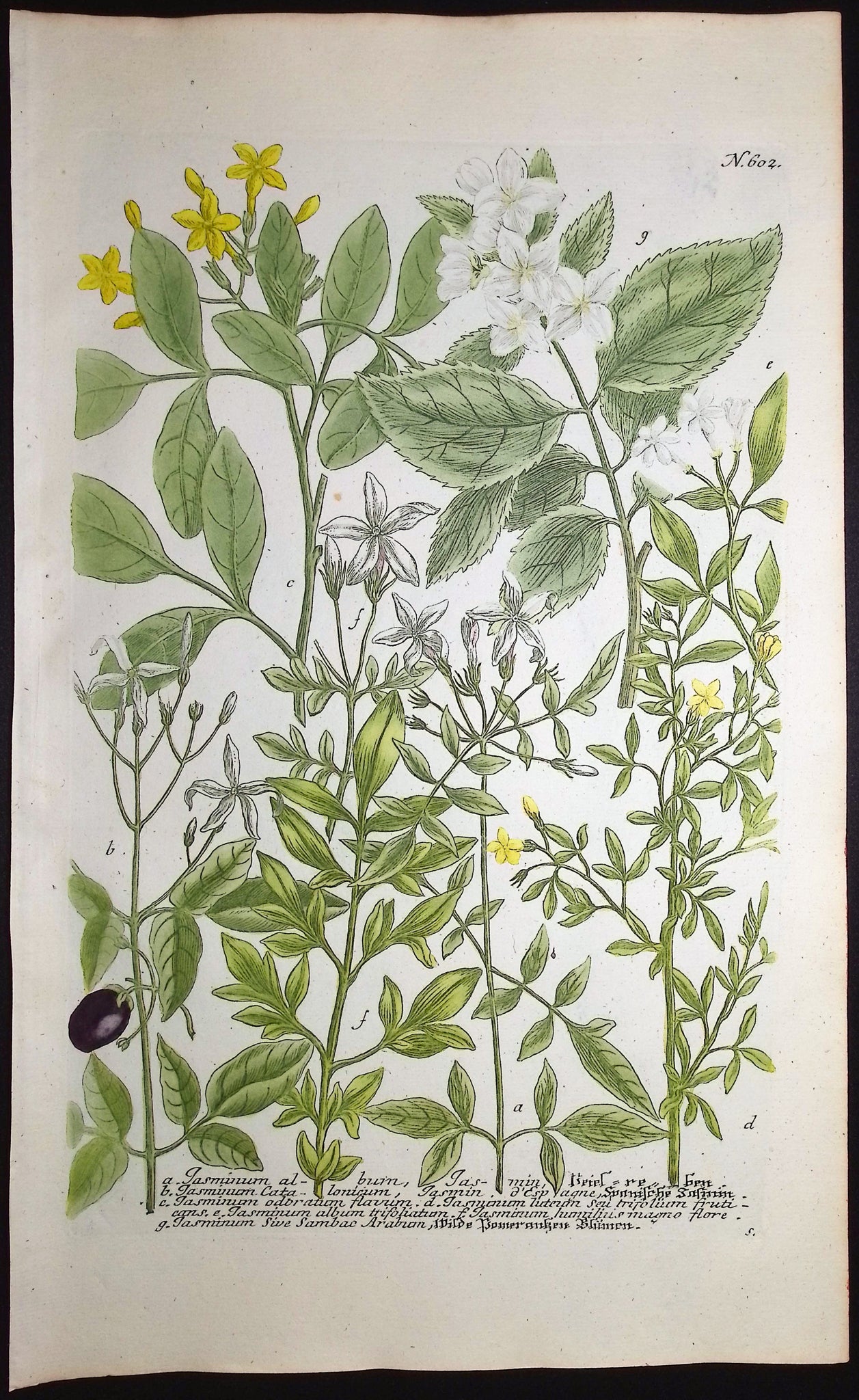 Jasminum