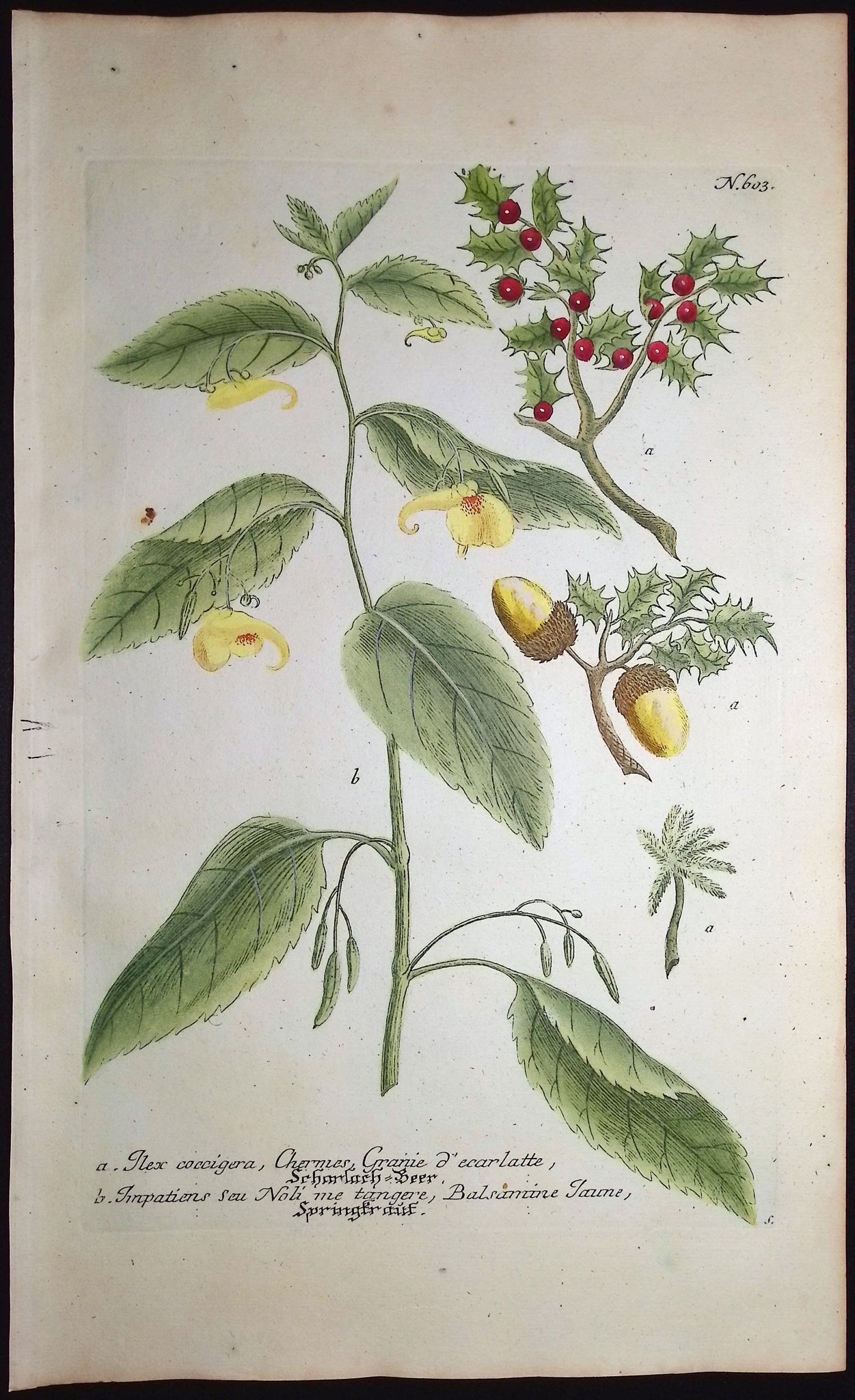 Ilex coccigera & Impatiens