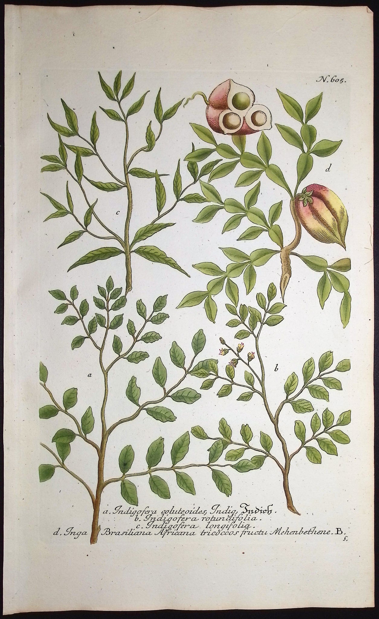 Indigofera