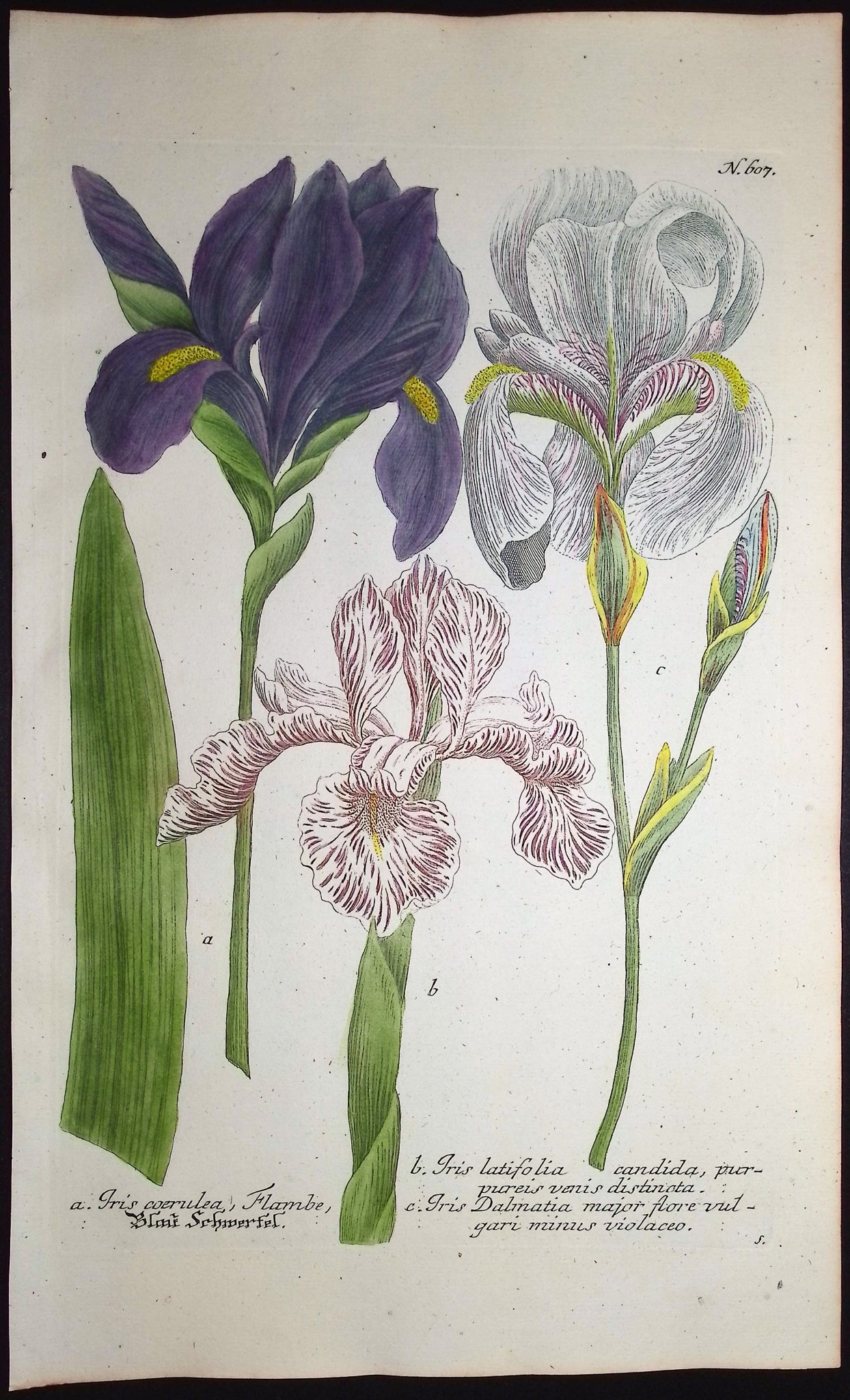 Iris