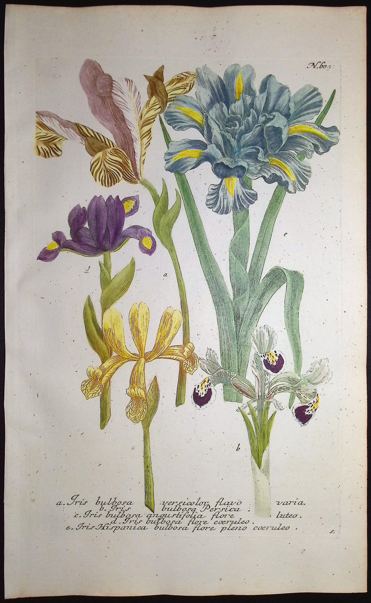 Iris