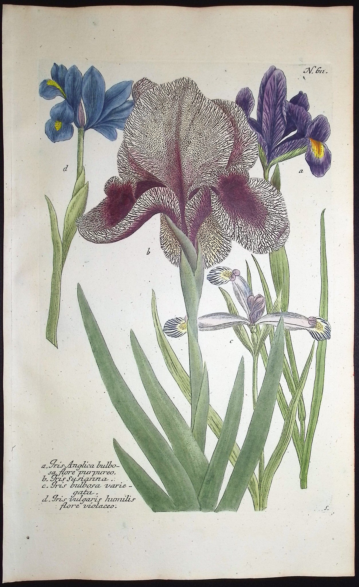 Iris