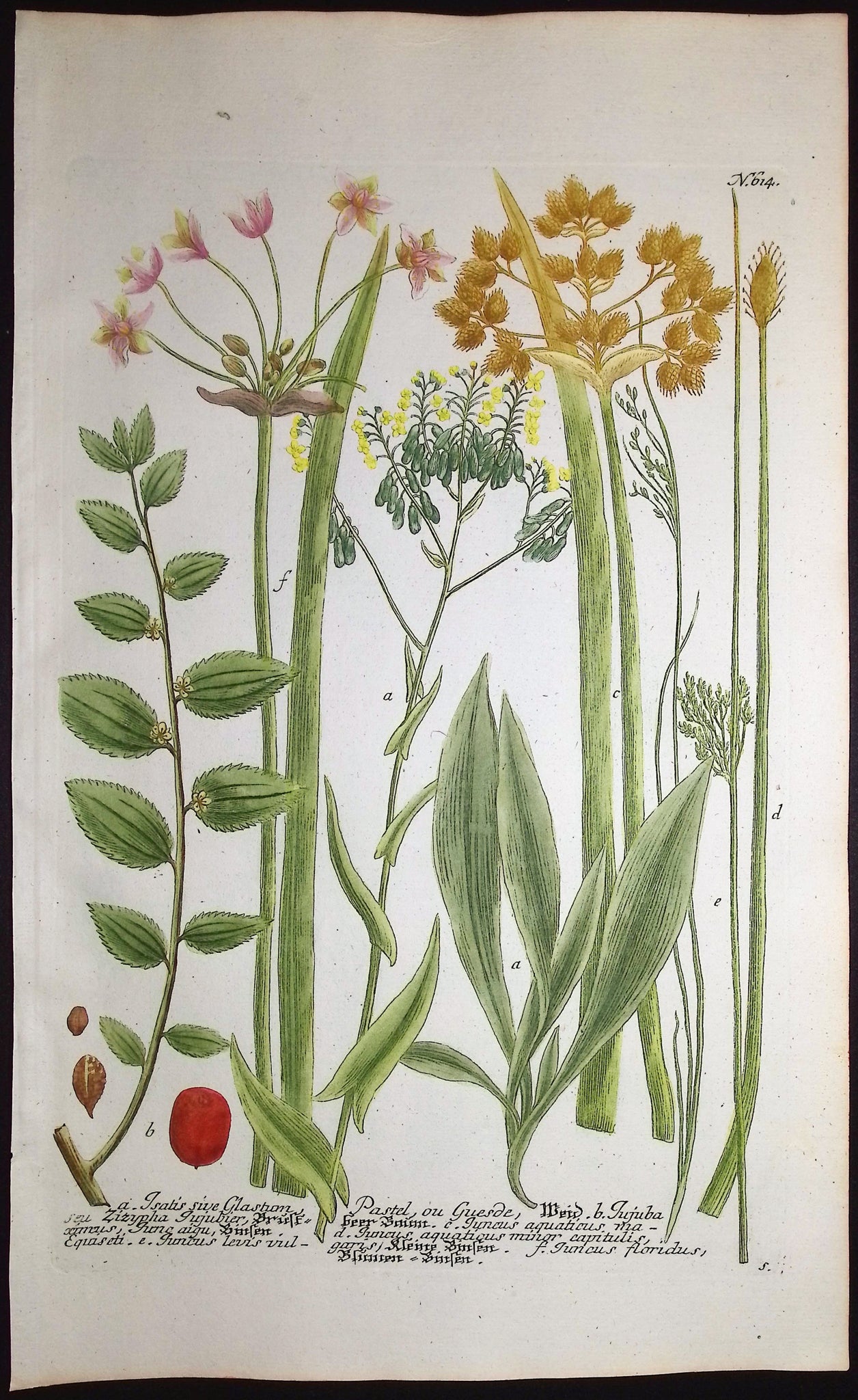 Isatis, Juncus