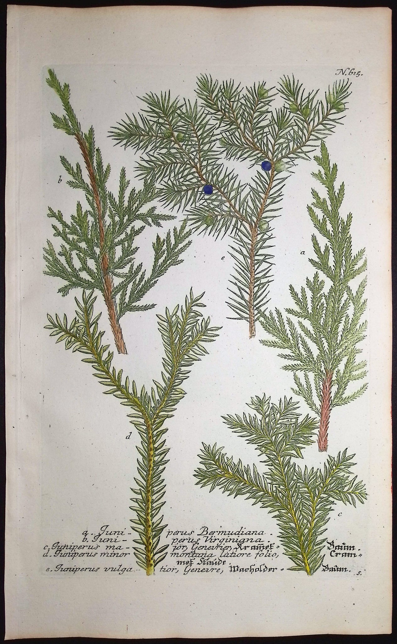 Juniper